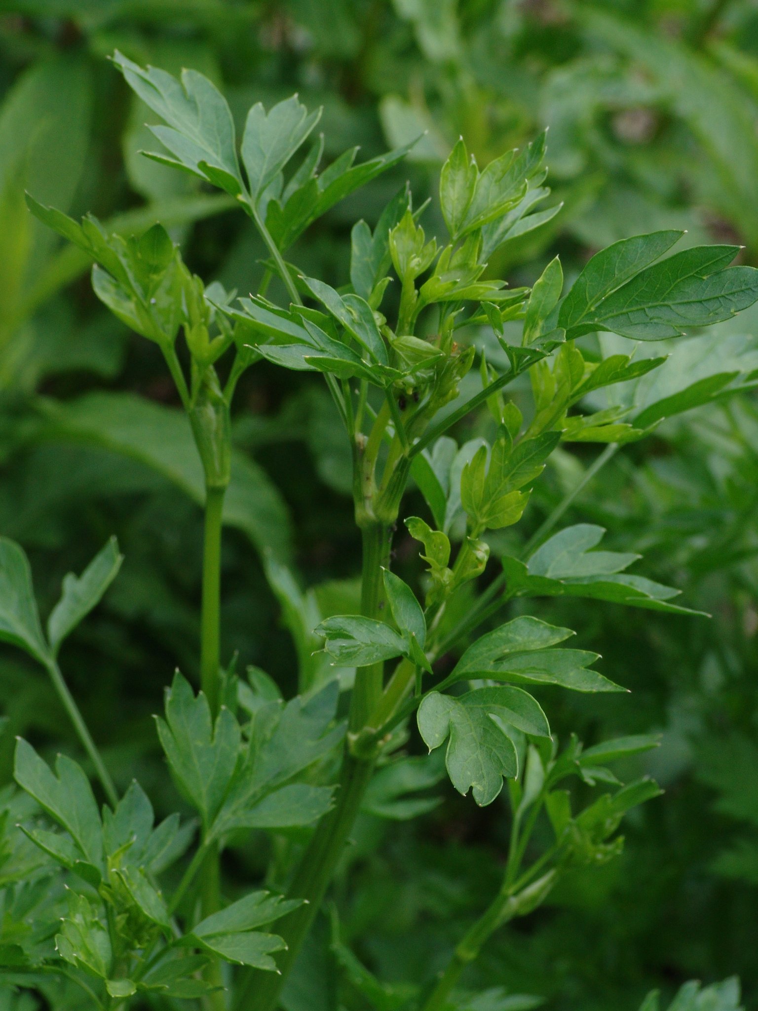 Petroselinum crispum, Blattpetersilie, Färbepflanze, Färberpflanze, Pflanzenfarben, färben, Klostergarten Seligenstadt