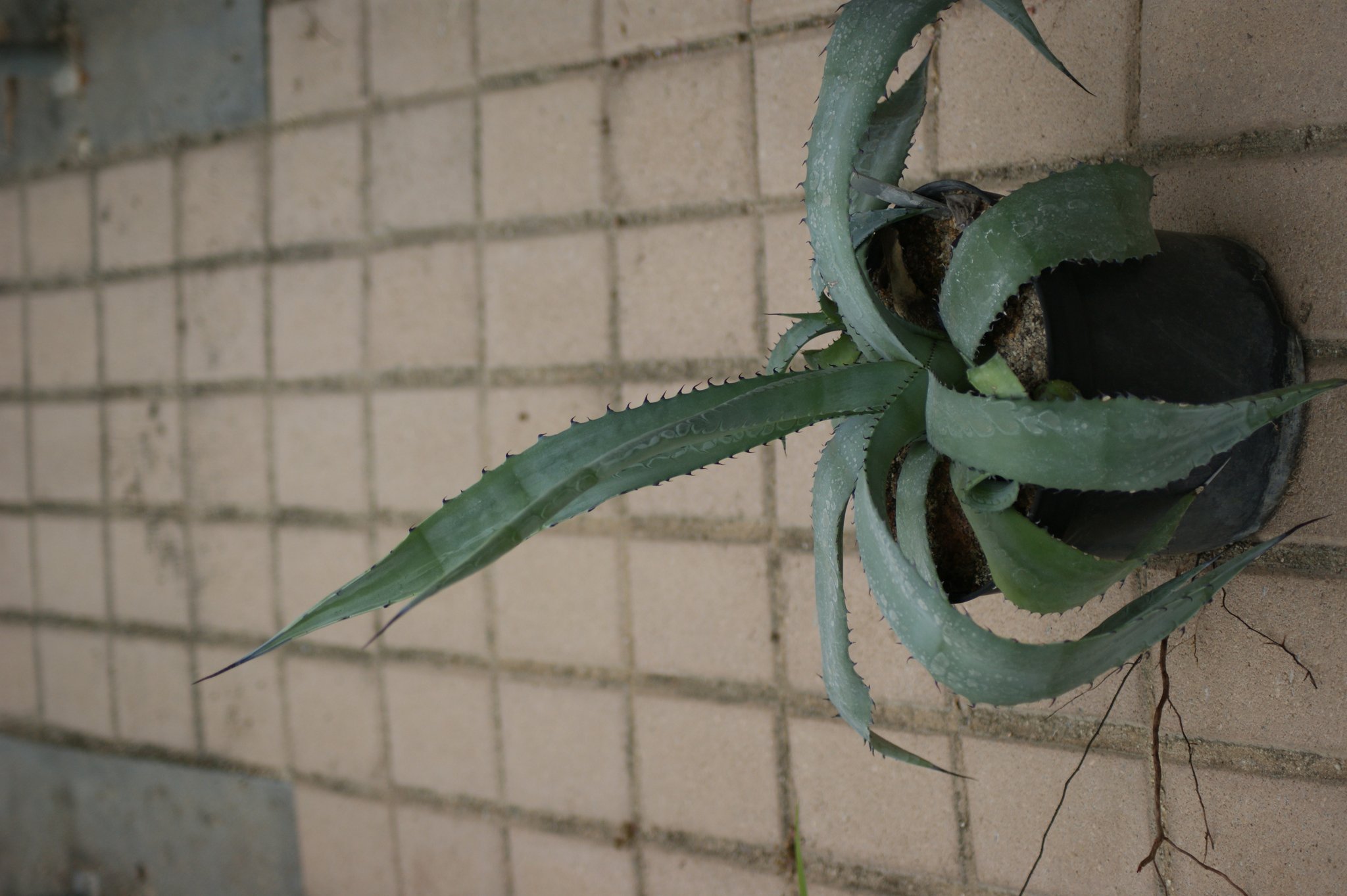 Färbepflanzen: Pflanzenfarben mit Liguster