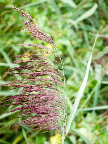 Phragmites australis, Schilf, Färberpflanze Phragmites australis, Schilf, Färberpflanze, Färbepflanze, Pflanzenfarben, färben