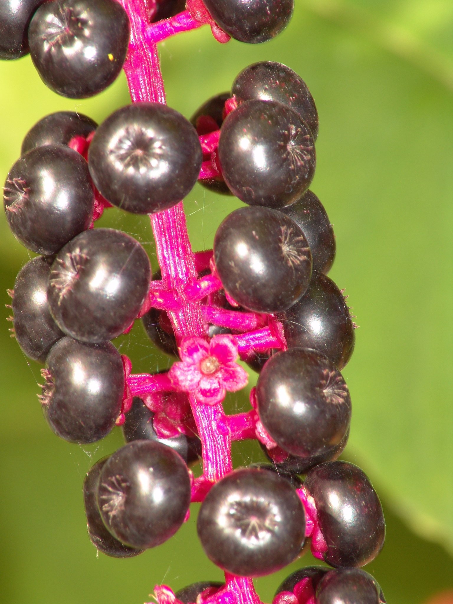 Phytolacca americana, Kermesbeere, Färbepflanze, Färberpflanze, Pflanzenfarben, färben, Klostergarten Seligenstadt