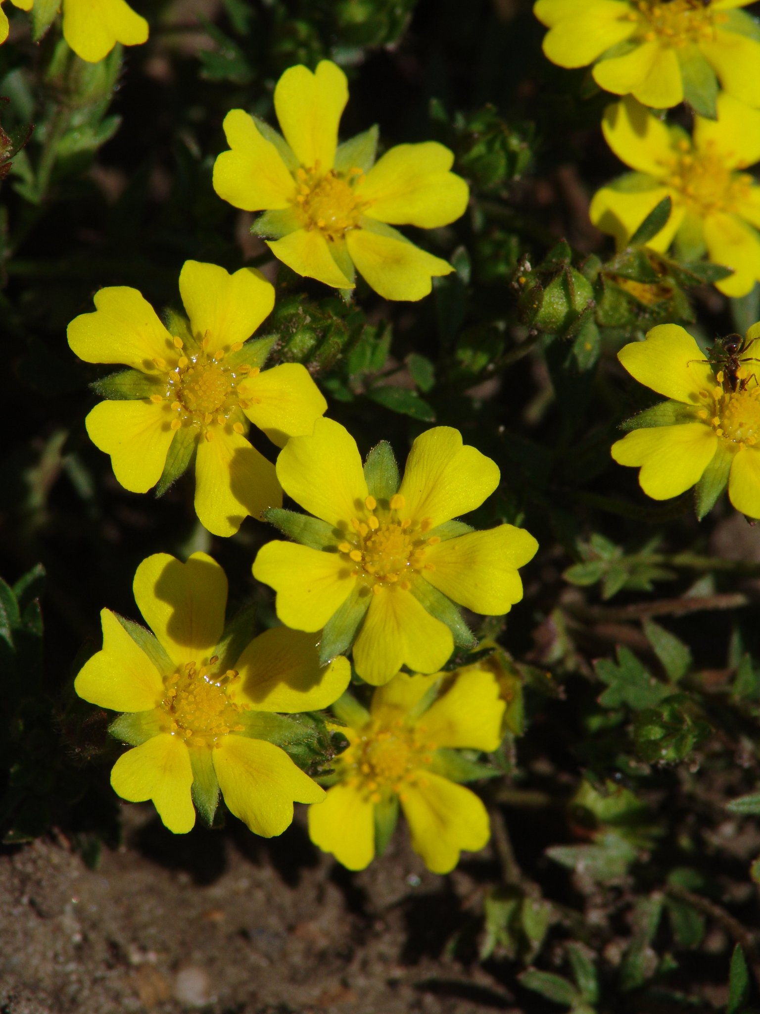 Potentilla erecta, Tormentillwurz, Blutwurz, Färbepflanze, Färberpflanze, Pflanzenfarben, färben, Klostergarten Seligenstadt