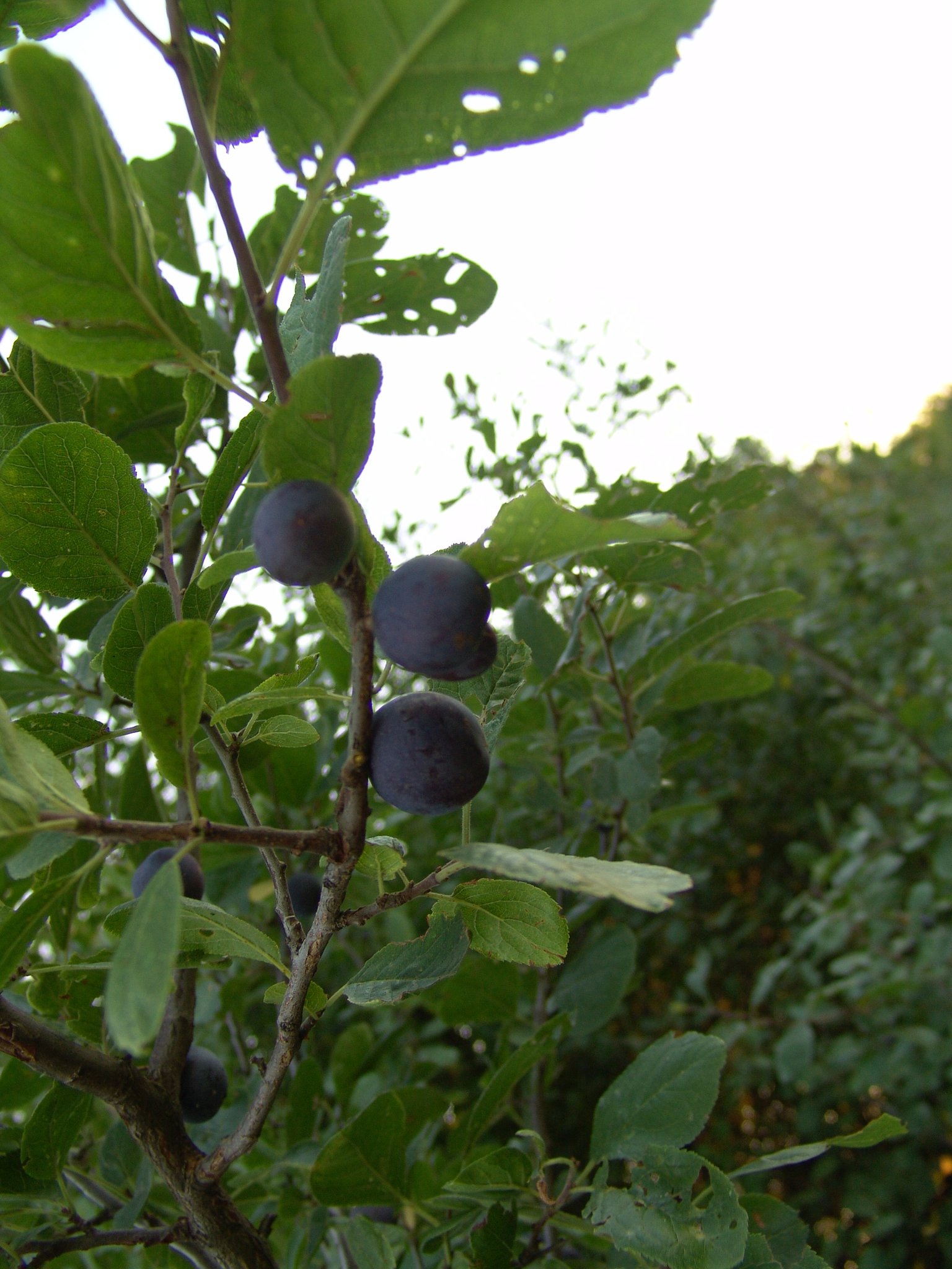 Prunus spinosa (Rinde), Schwarzdorn, Schlehe, Färbepflanze, Färberpflanze Prunus spinosa (Rinde), Schwarzdorn, Schlehe, Färbepflanze, Färberpflanze, Pflanzenfarben, färben, Klostergarten Seligenstadt
