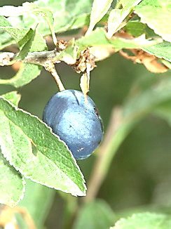 Prunus spinosa (Früchte), Schwarzdorn, Schlehe, Färbepflanze, Färberpflanze, Pflanzenfarben, färben, Klostergarten Seligenstadt