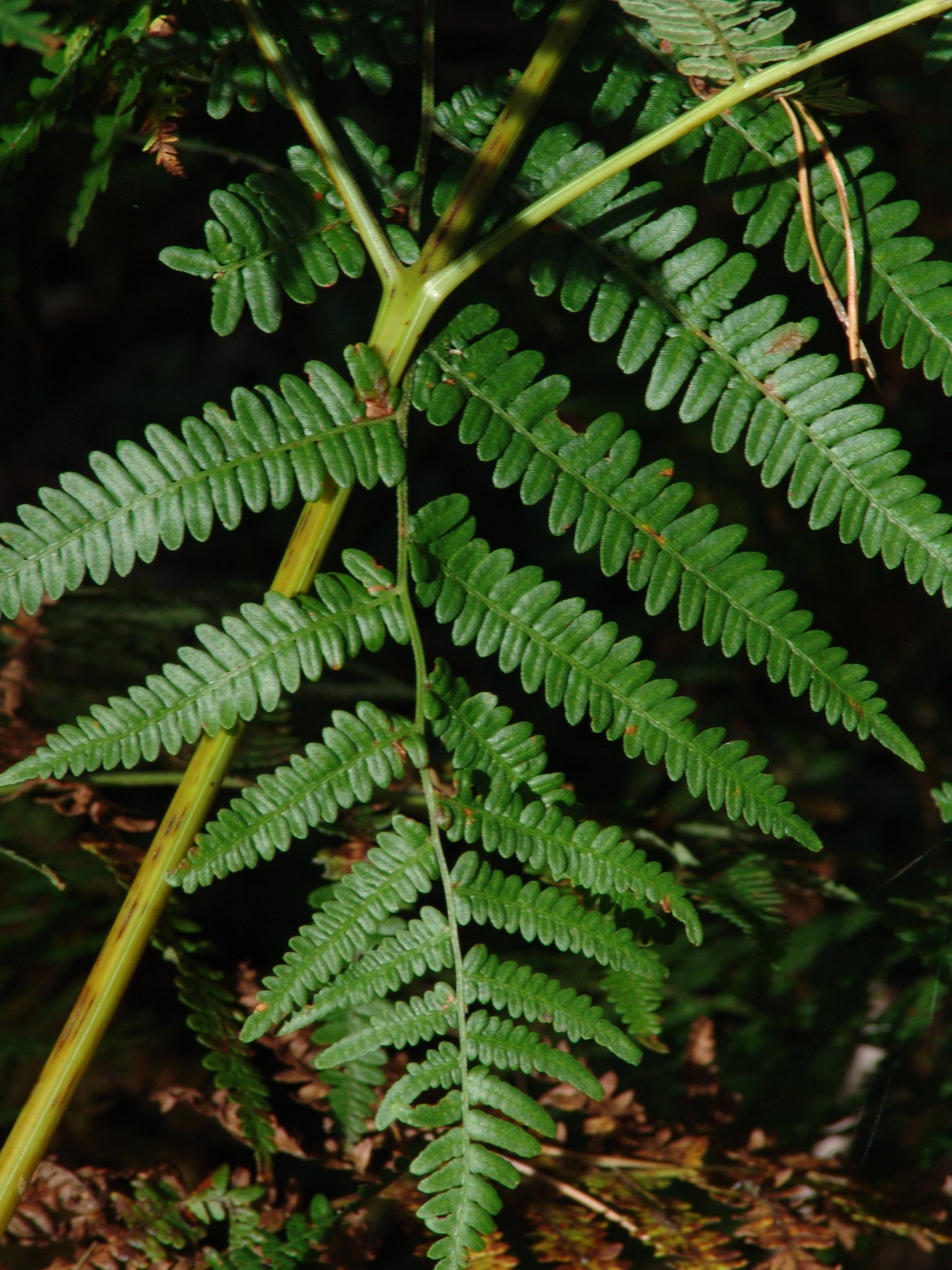 Pteridium aquilinum, Adlerfarn, Färbepflanze Pteridium aquilinum, Adlerfarn, Färbepflanze