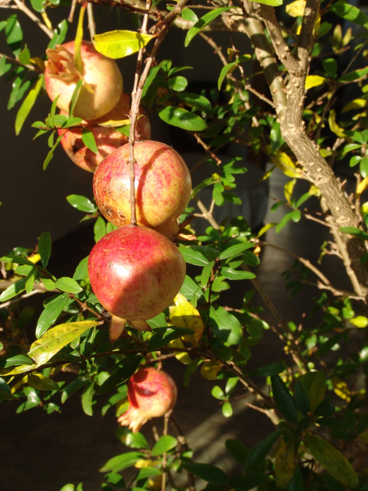 Punica granatum, Granatapfelbaum, Färbepflanze, Färberpflanze, Pflanzenfarben, färben, Klostergarten Seligenstadt