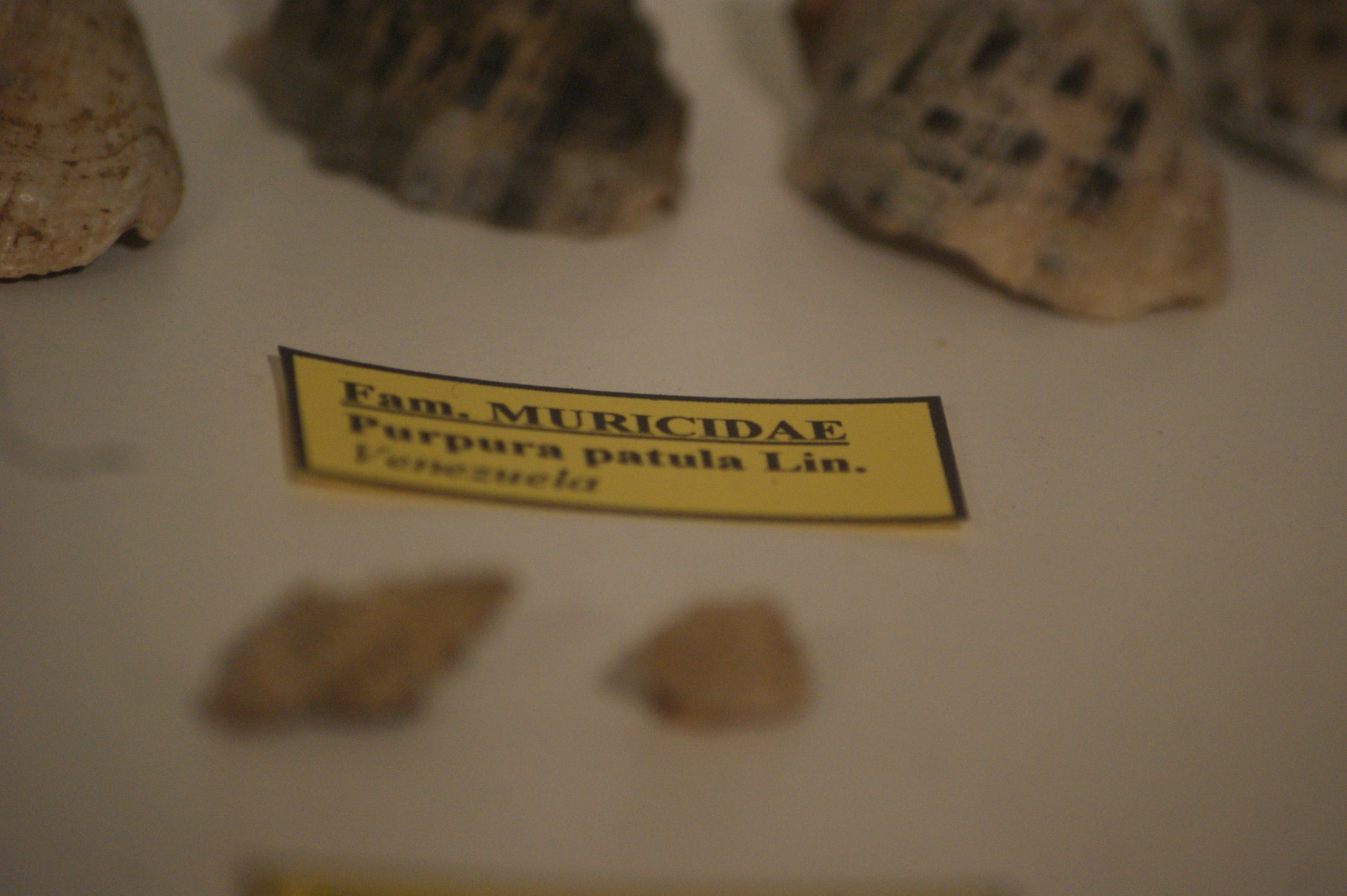 Purpura patula, Purpurschnecke Purpura patula, Purpurschnecke