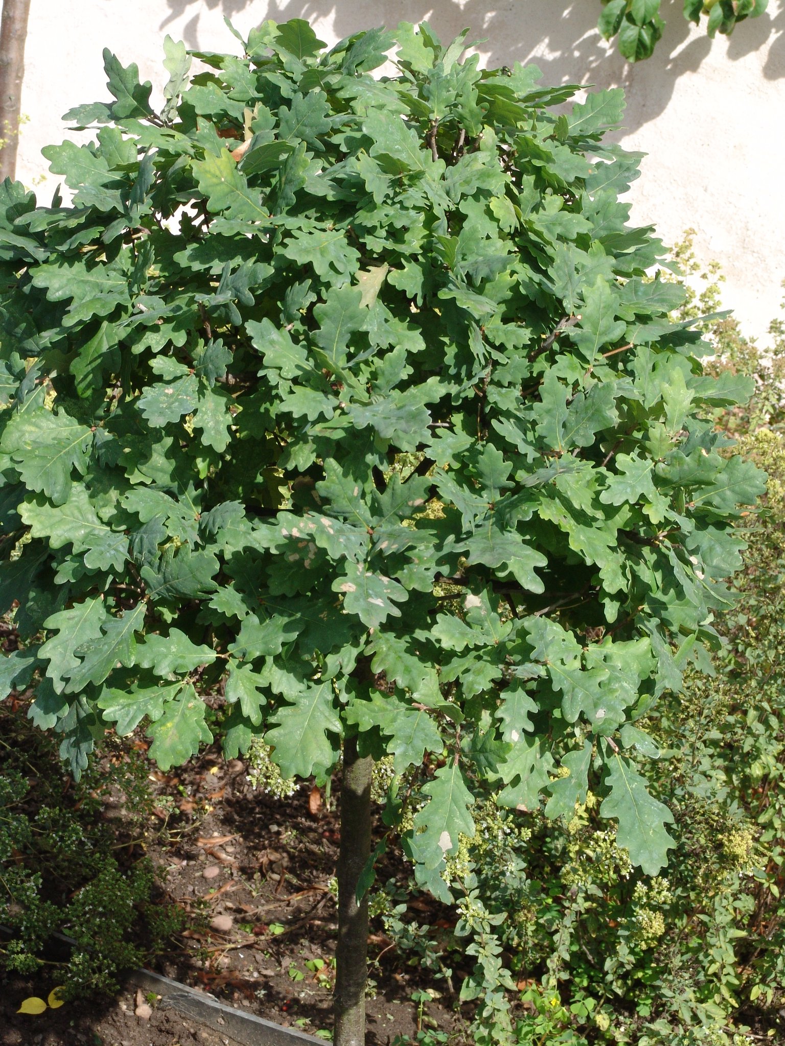Quercus robur, Stieleiche, Färbepflanze, Färberpflanze Quercus robur, Stieleiche, Färbepflanze, Färberpflanze, Pflanzenfarben, färben, Klostergarten Seligenstadt