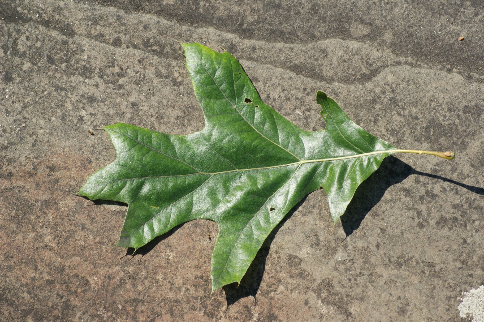 Quercus velutina, Färbereiche, Quercitron
