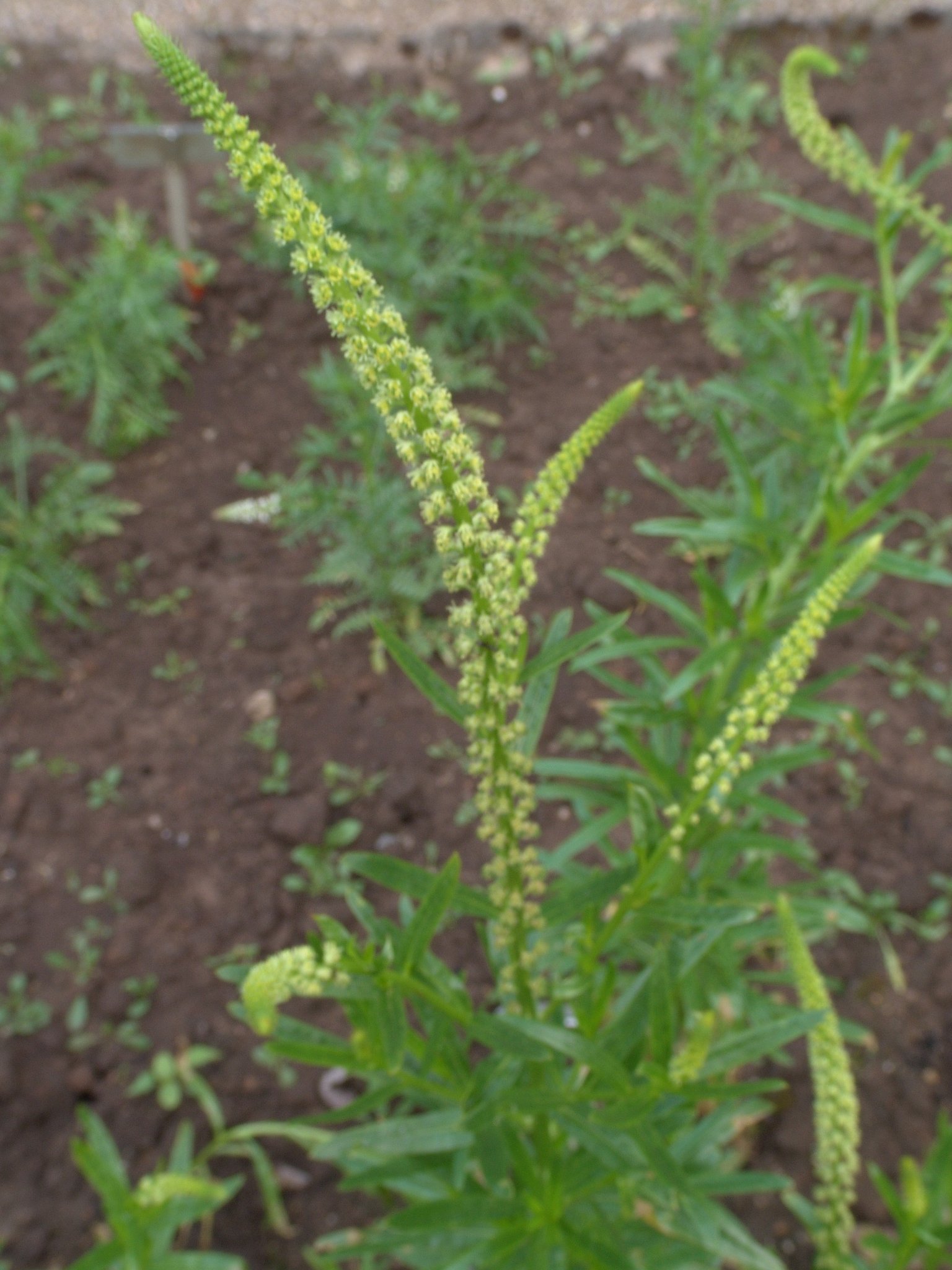 Reseda luteola, Wau, Färbepflanze, Färberpflanze, Pflanzenfarben, färben, Klostergarten Seligenstadt