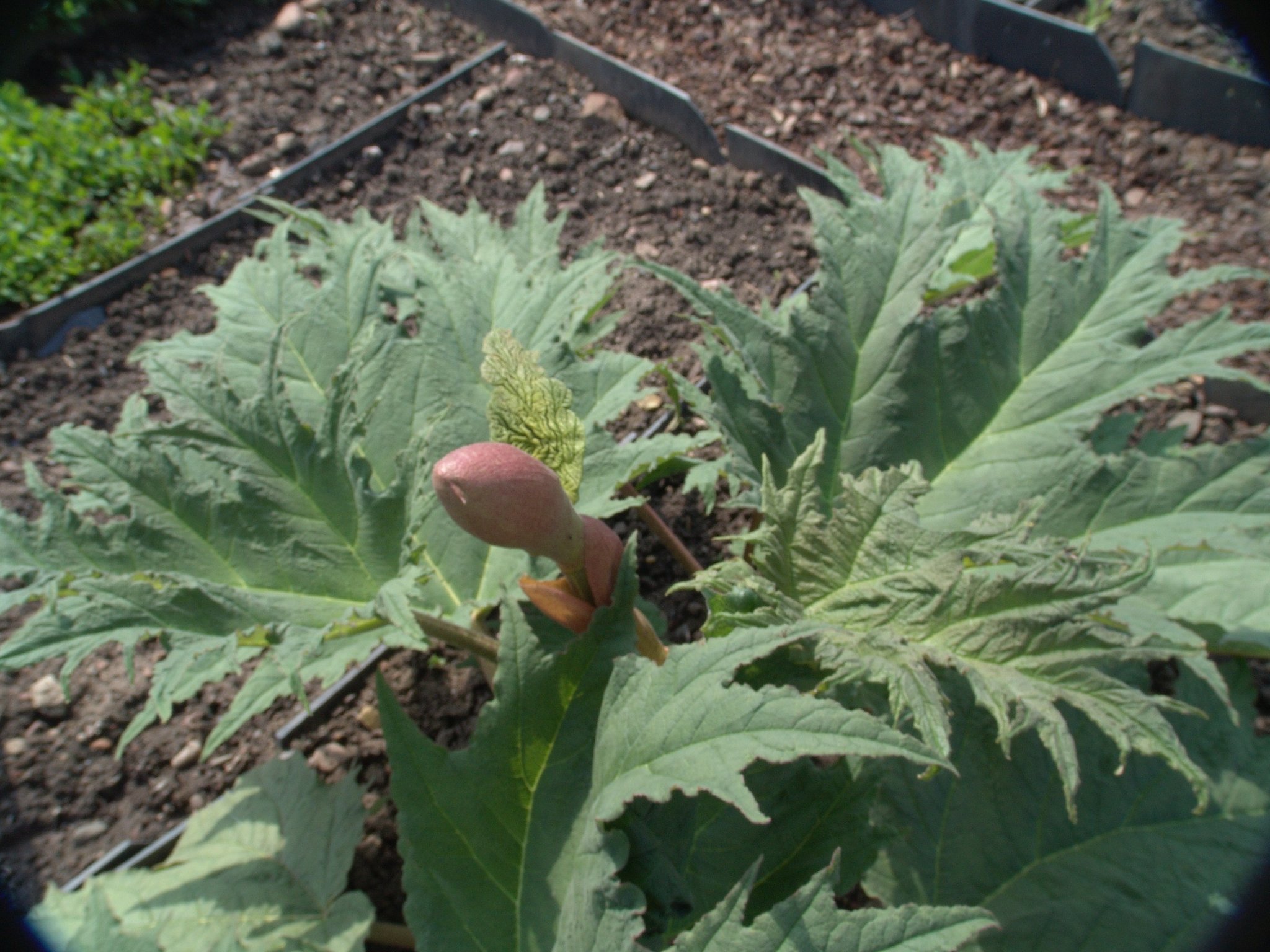 Rheum palmatum, Chinesischer Rhabarber, Färbepflanze, Färberpflanze Rheum palmatum, Chinesischer Rhabarber, Färbepflanze, Färberpflanze, Pflanzenfarben, färben, Klostergarten Seligenstadt