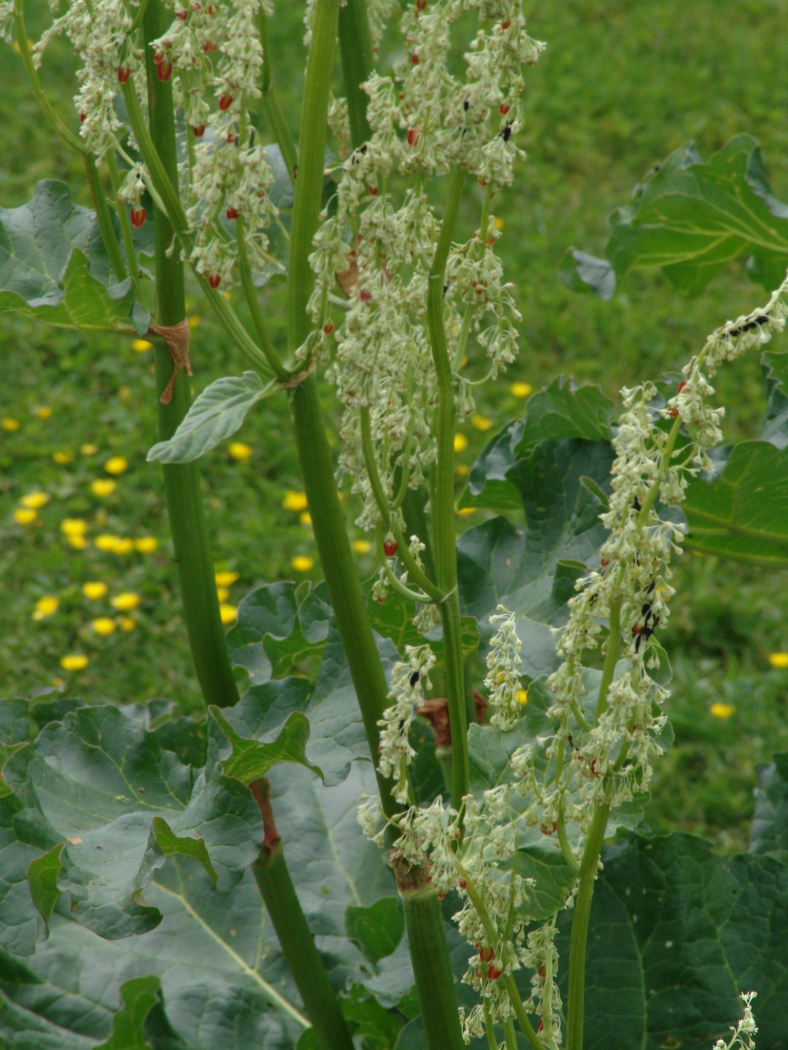 Rheum rhabarbarum, Gemüserhabarber, Färbepflanze, Färberpflanze Rheum rhabarbarum, Gemüserhabarber, Färbepflanze, Färberpflanze, Pflanzenfarben, färben, Klostergarten Seligenstadt