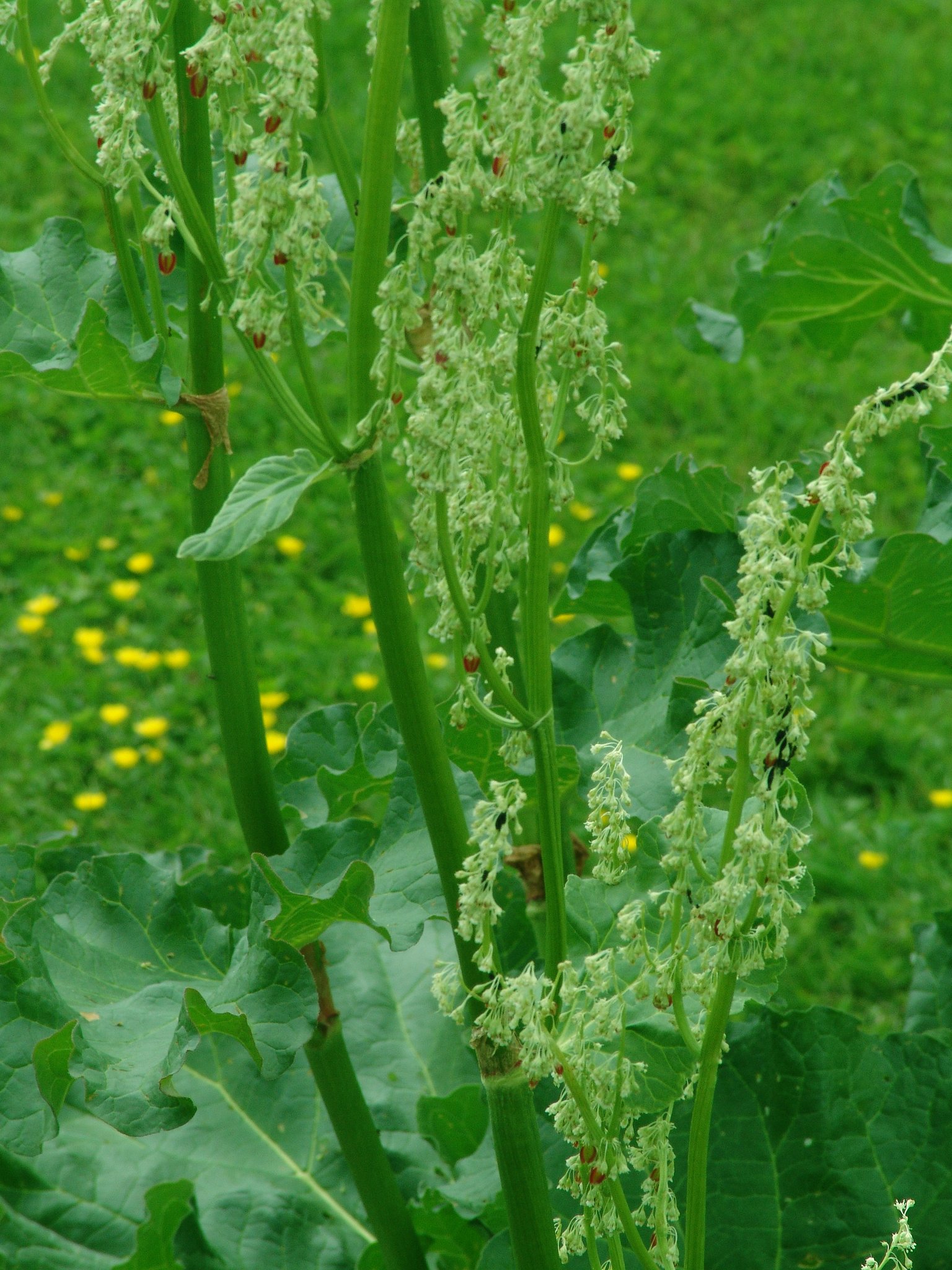 Rheum rhabarbarum, Rhabarber, Pflanzenfarbe zur Haarfärbung, Färbepflanze