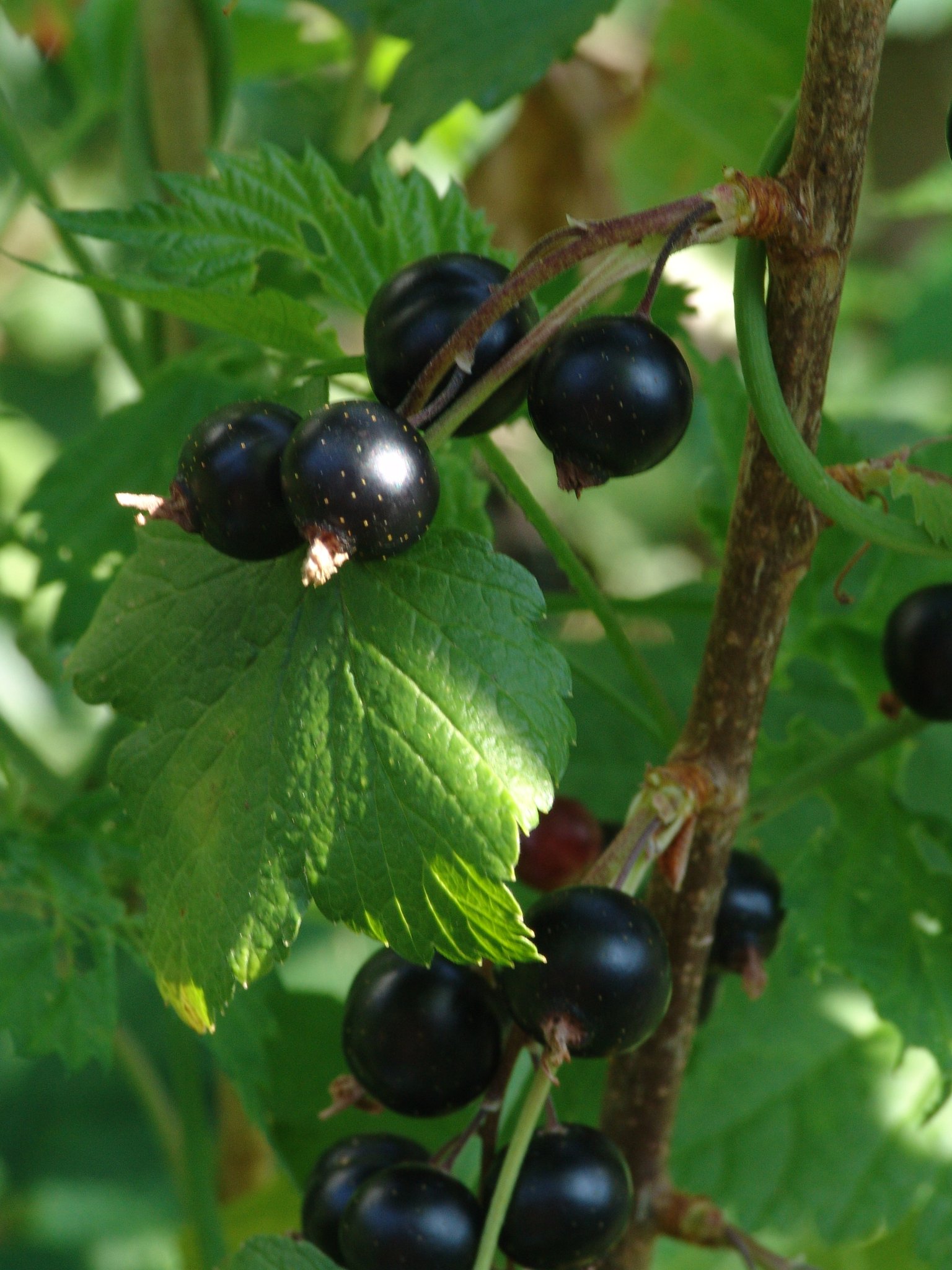 Ribes nigrum, Schwarze Johannisbeere, Färbepflanze, Färberpflanze, Pflanzenfarben, färben, Klostergarten Seligenstadt