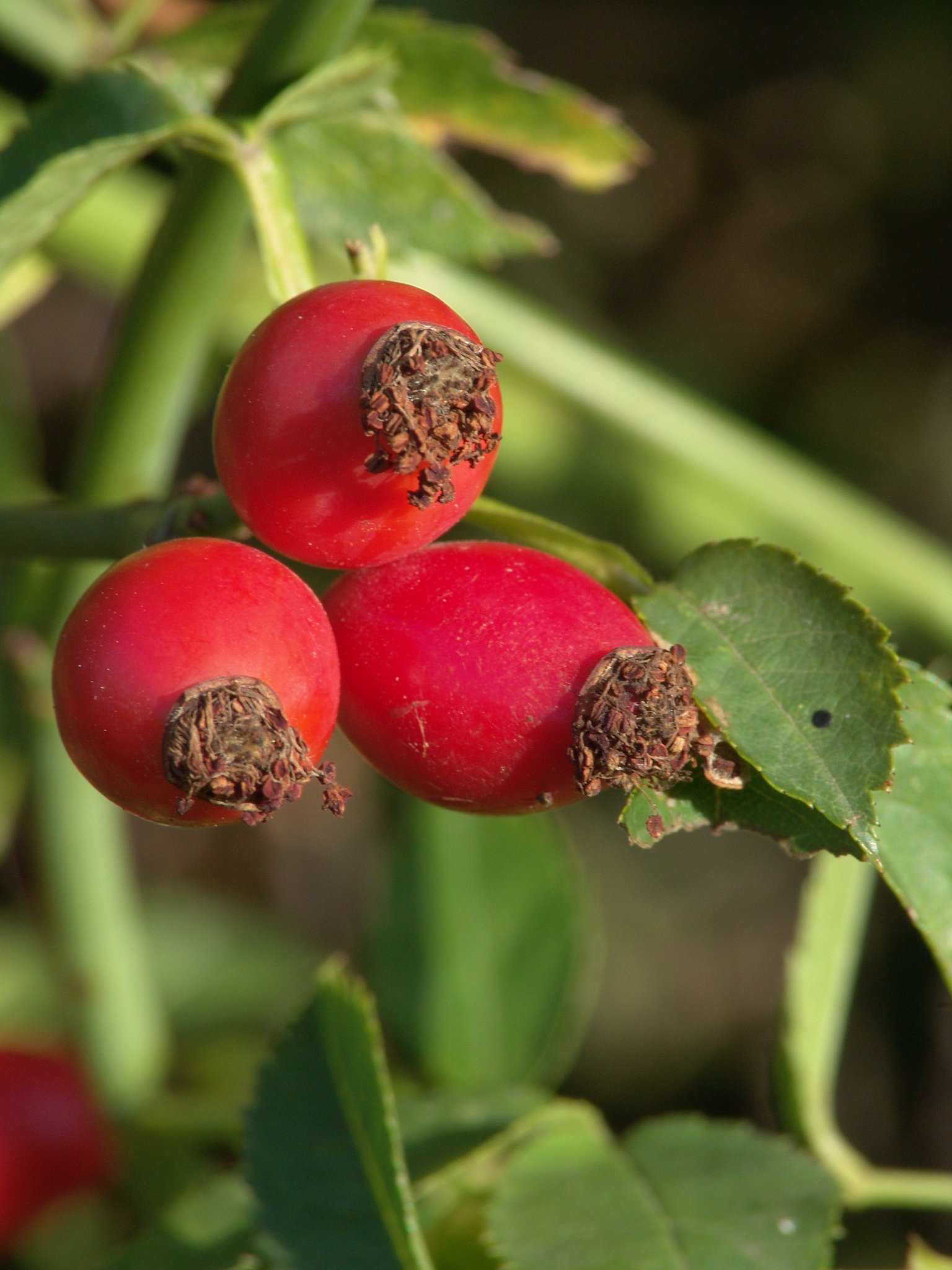 Rosa canina, Hunds-Rose, Färbepflanze, Färberpflanze Rosa canina, Hunds-Rose, Färbepflanze, Färberpflanze, Pflanzenfarben, färben, Klostergarten Seligenstadt