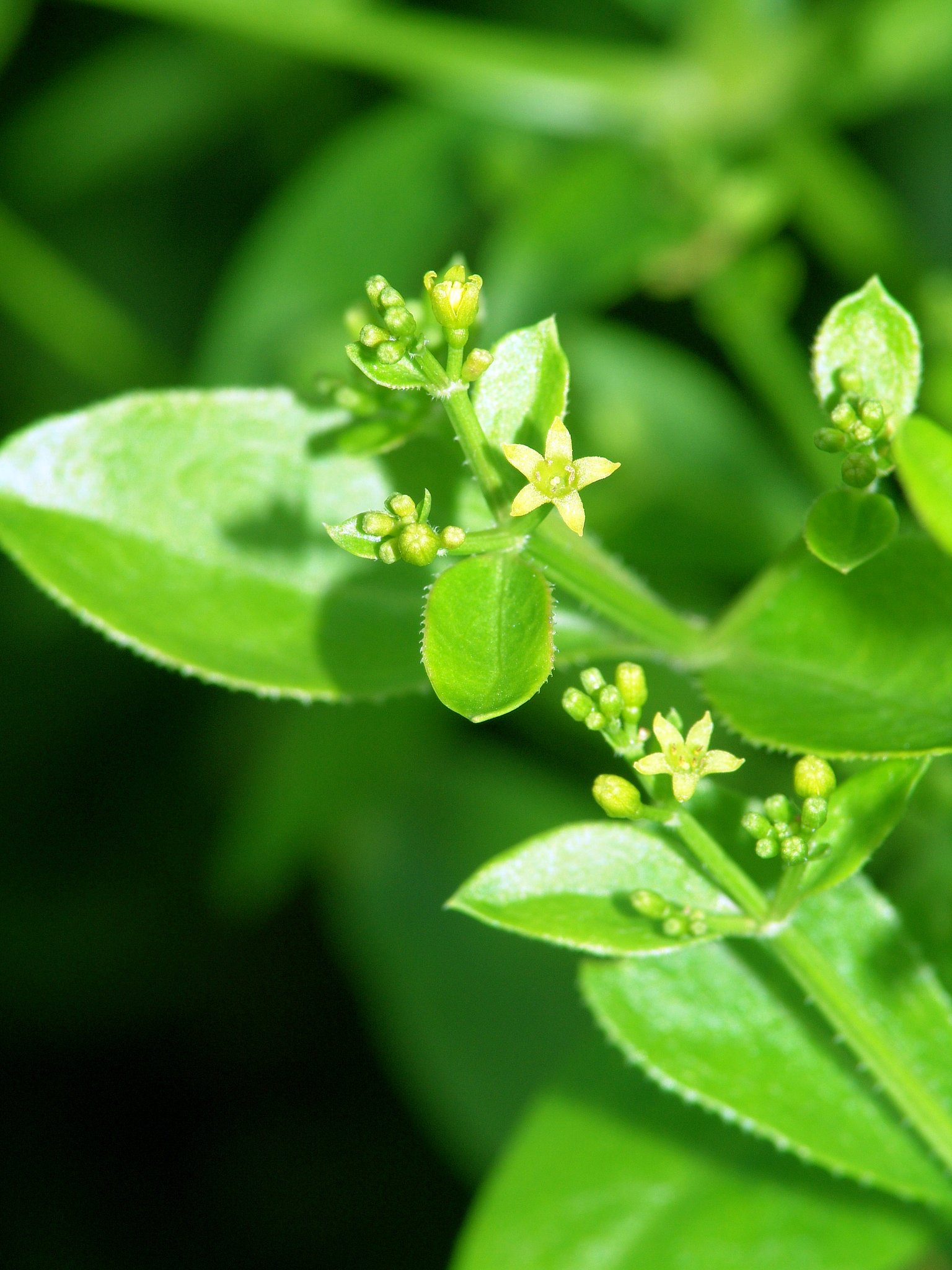 Rubia tinctorum, Färberröte; Krapp, Pflanzenfarbe zur Haarfärbung, Färbepflanze