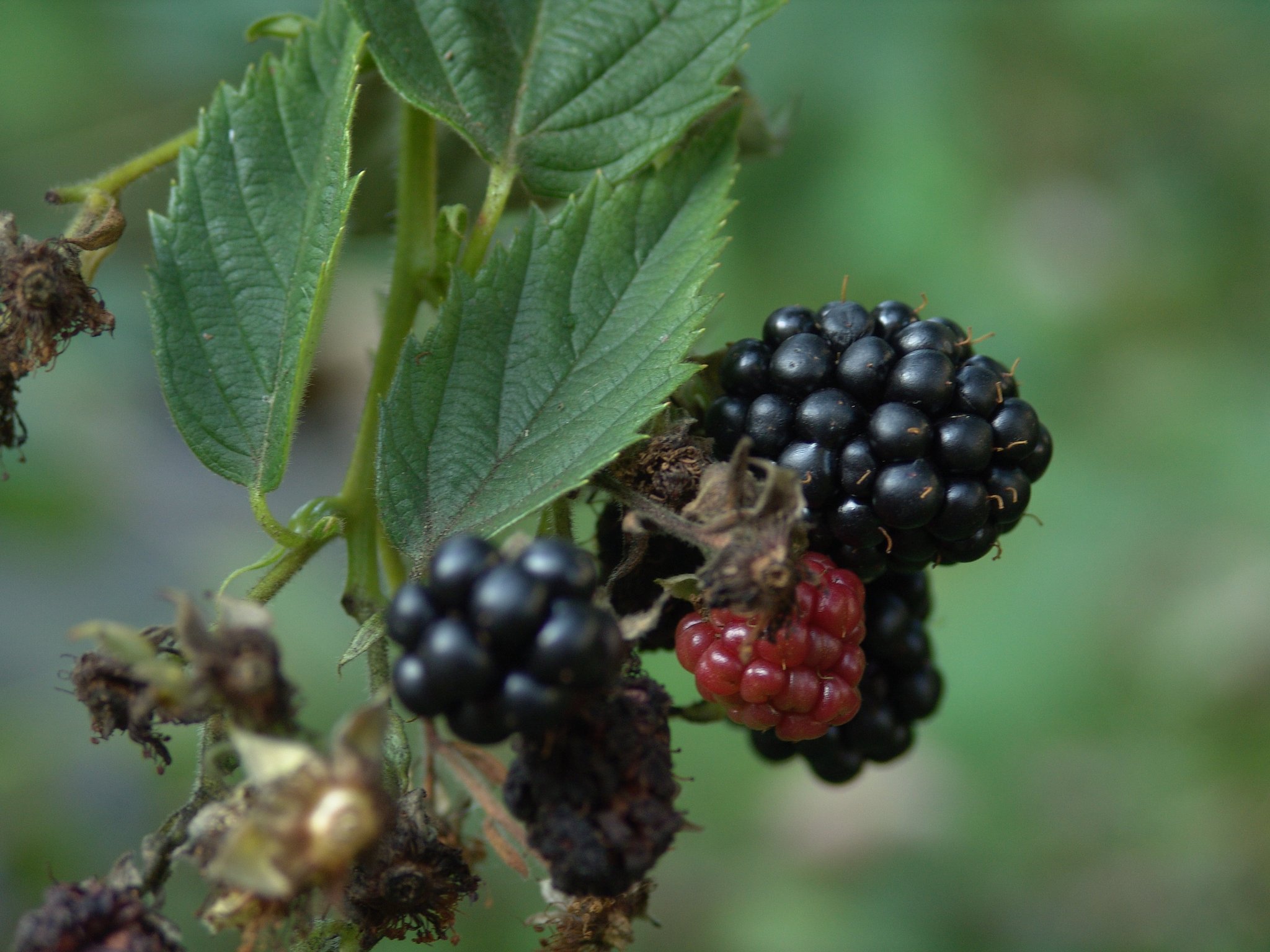 Rubus fruticosus, Brombeere, Färbepflanze Rubus fruticosus, Brombeere, Färbepflanze, Färberpflanze, Pflanzenfarben, färben, Klostergarten Seligenstadt