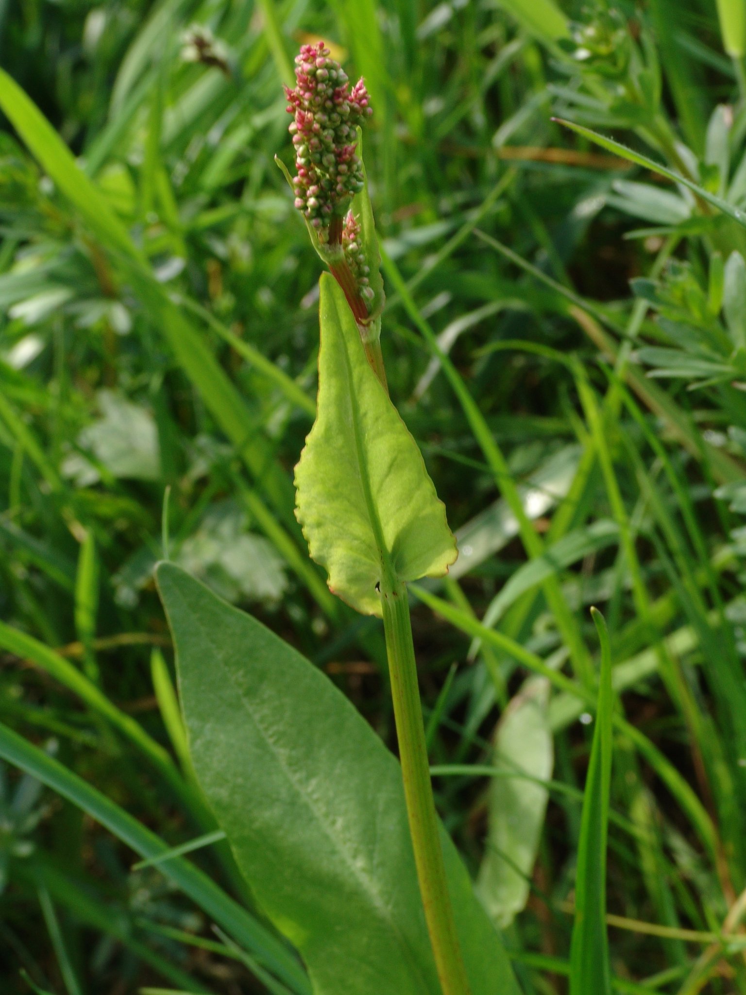 Rumex acetosa, Großer Ampfer, Färbepflanze, Färberpflanze, Pflanzenfarben, färben, Klostergarten Seligenstadt