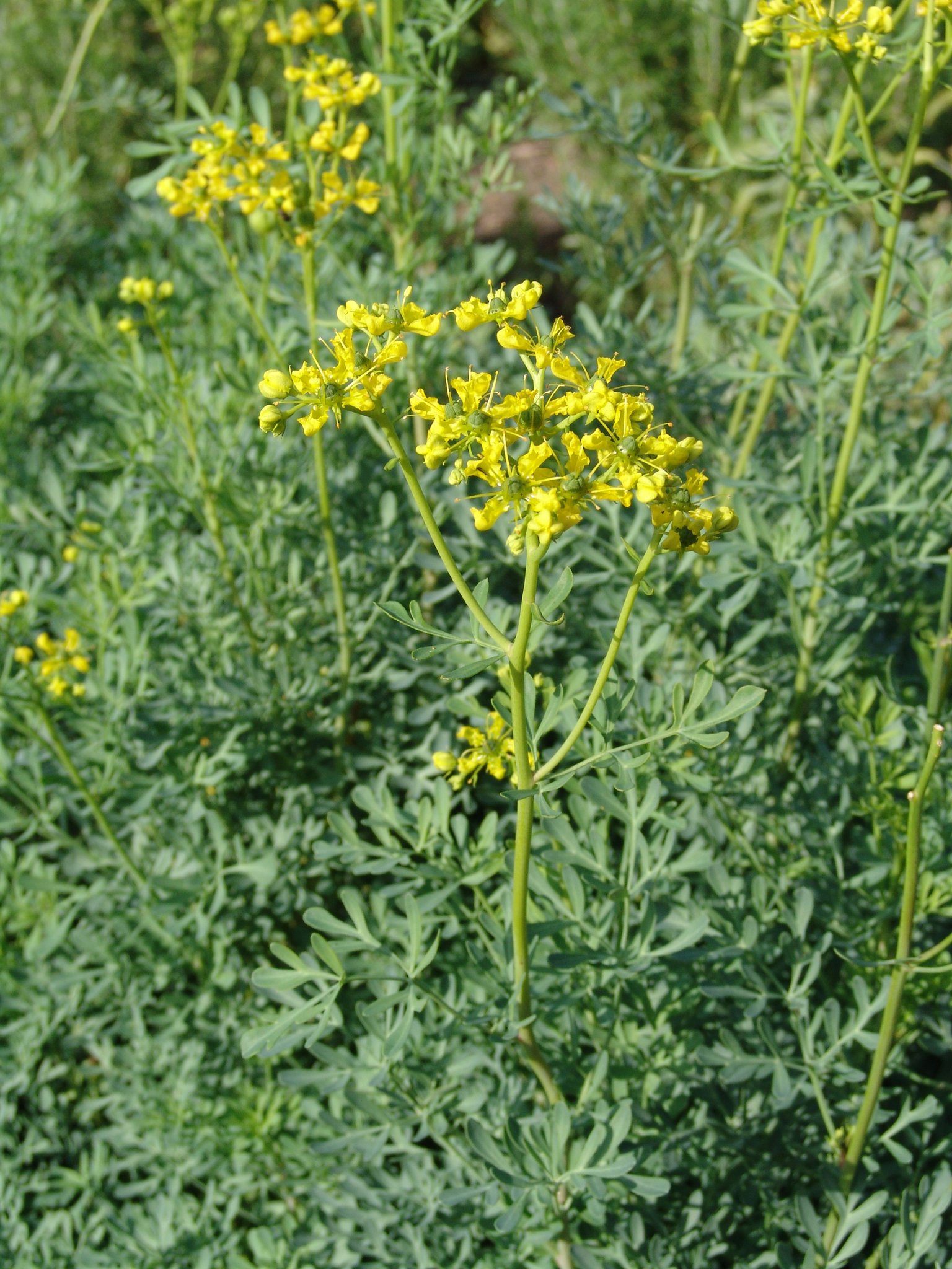 Ruta graveolens, Gartenraute, Färbepflanze, Färberpflanze, Pflanzenfarben, färben, Klostergarten Seligenstadt