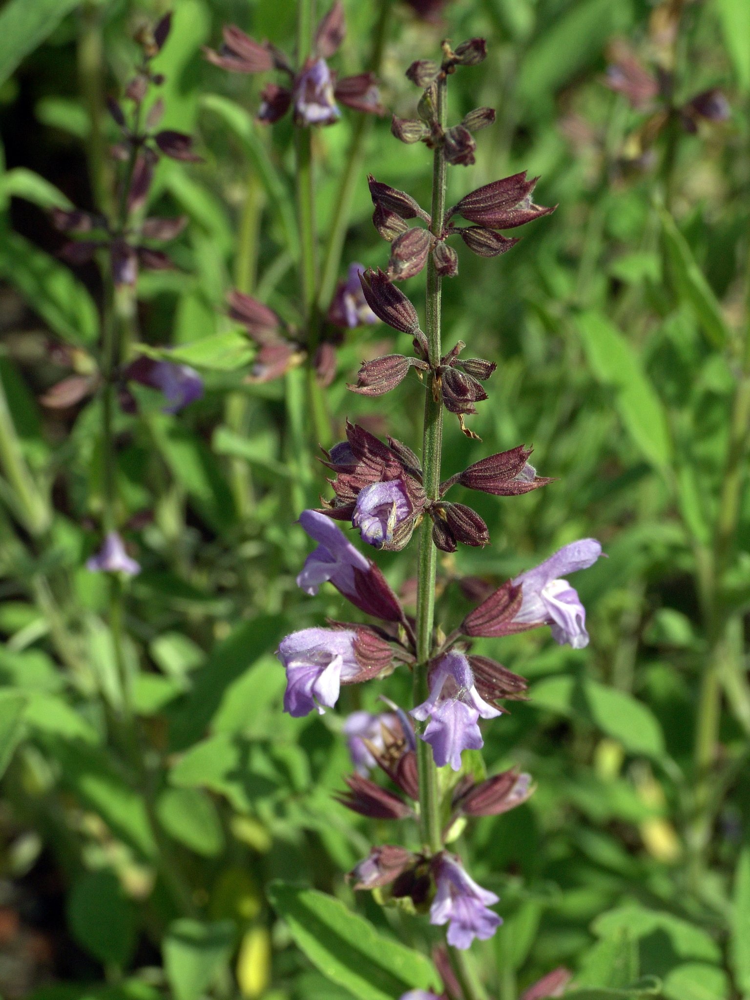 Salvia officinalis, Salbei, Färbepflanze, Färberpflanze, Pflanzenfarben, färben, Klostergarten Seligenstadt