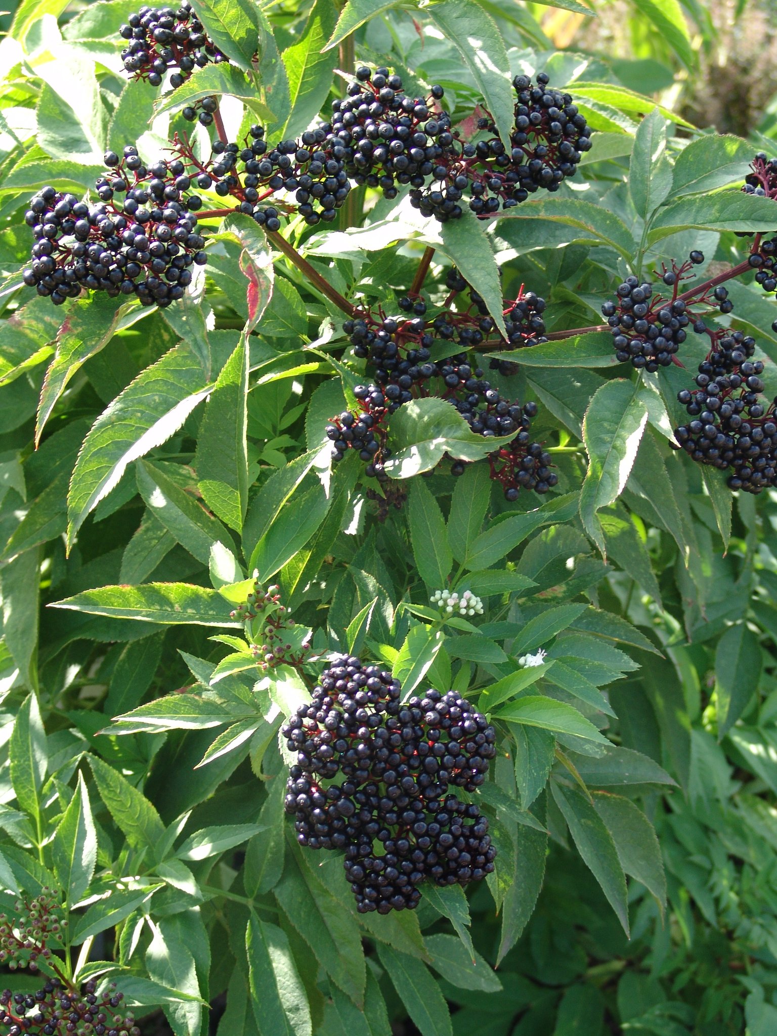 Sambucus ebulus, Zwerg-Holunder, Färbepflanze, Färberpflanze, Pflanzenfarben, färben, Klostergarten Seligenstadt