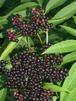 Sambucus ebulus, Zwergholunder, Attich, Färberpflanze, Färbepflanze