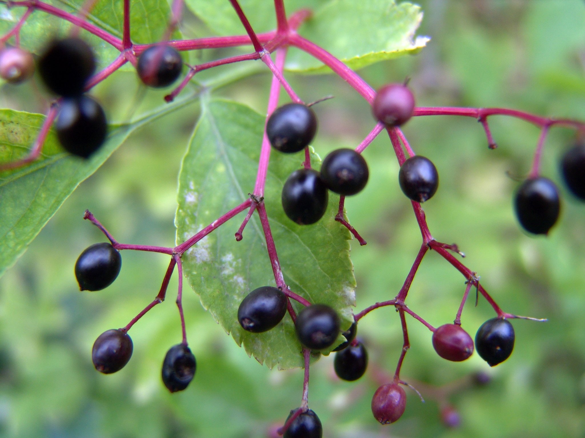 Sambucus nigra (Beeren), Schwarzer Holunder, Färbepflanze, Färberpflanze, Pflanzenfarben, färben, Klostergarten Seligenstadt