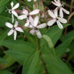Saponaria-officinalis Saponaria-officinalis, Seifenkraut, früher zum Waschen verwendet