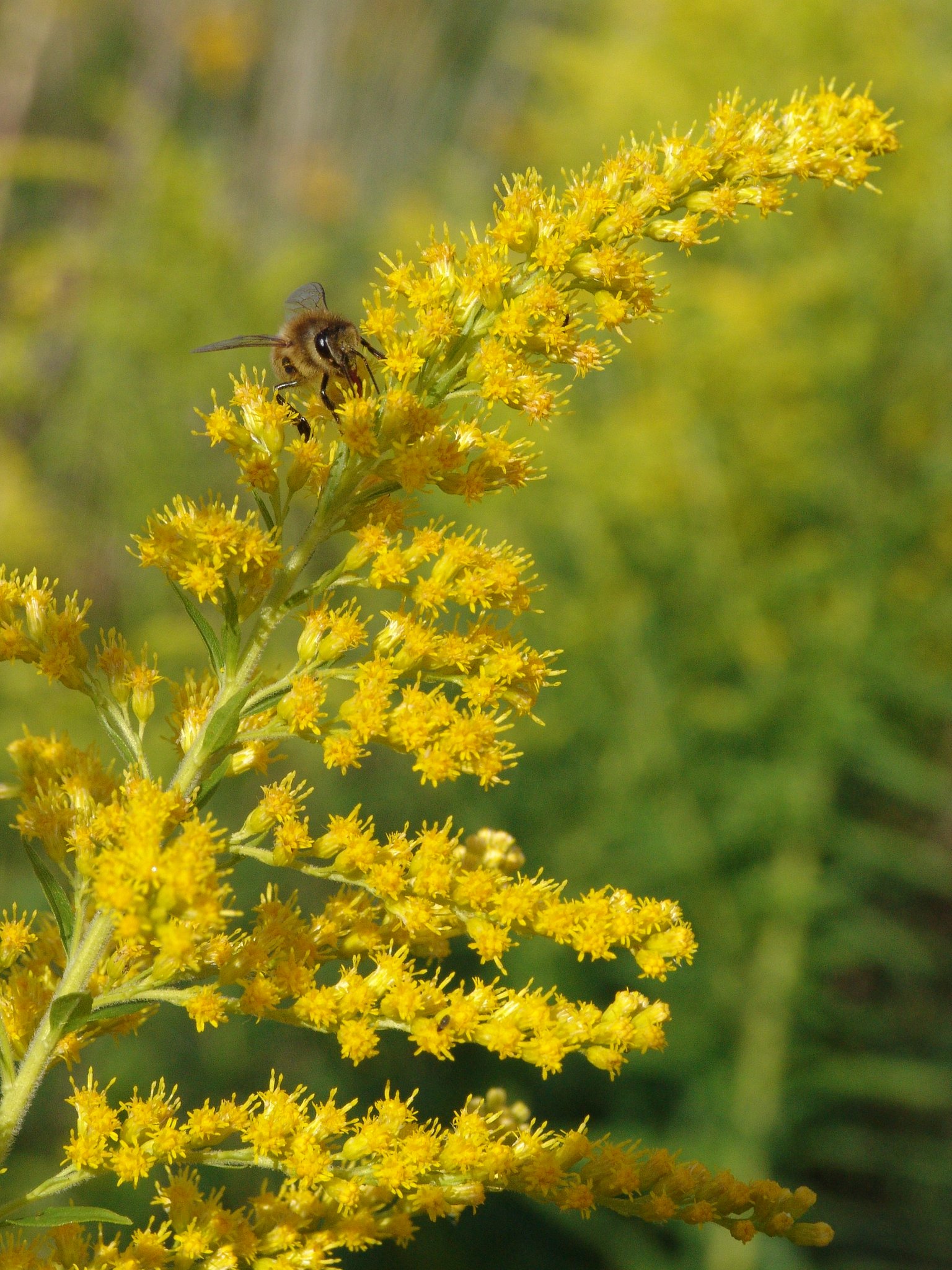 Solidago canadensis, Kanadische Goldrute, Färberpflanze, Färbepflanze Solidago canadensis, Kanadische Goldrute, Färberpflanze, Färbepflanze