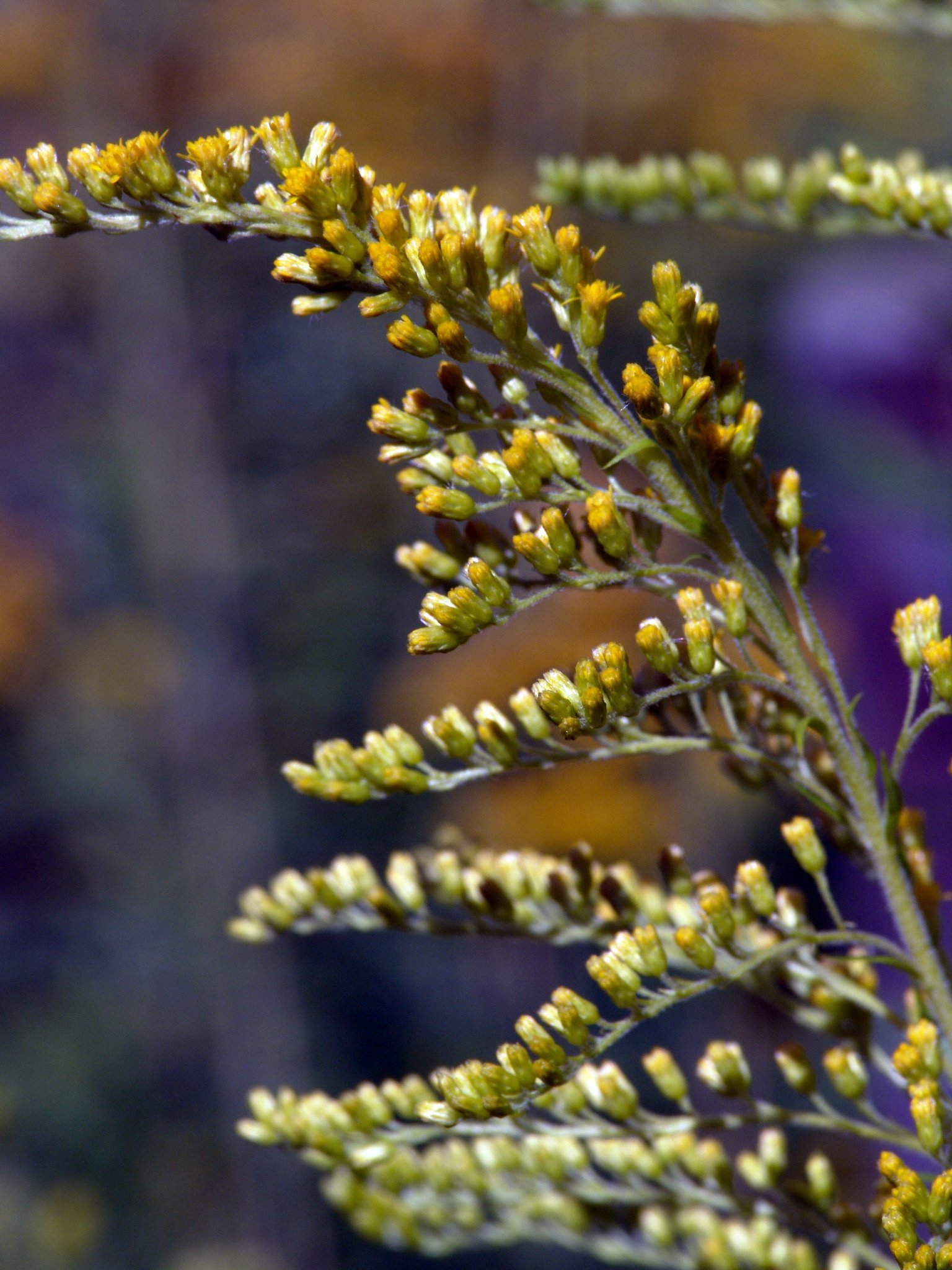 Solidago canadensis, Kanadische Goldrute, Färbepflanze Solidago canadensis, Kanadische Goldrute, Färbepflanze, Färberpflanze, Pflanzenfarben, färben, Klostergarten Seligenstadt