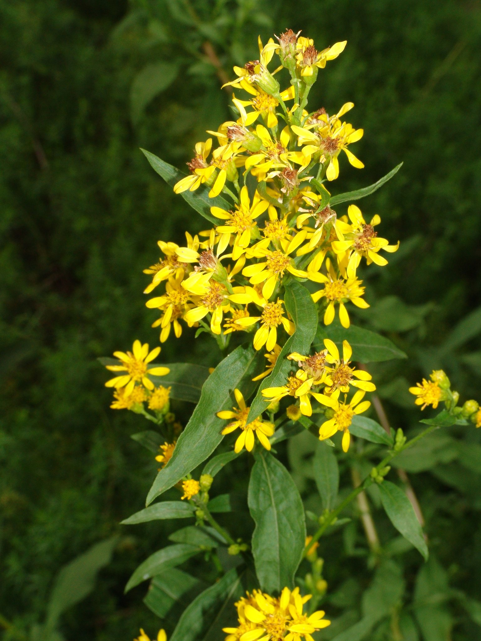 Solidago virgaurea, Goldrute, Färbepflanze, Färberpflanze, Pflanzenfarben, färben, Klostergarten Seligenstadt