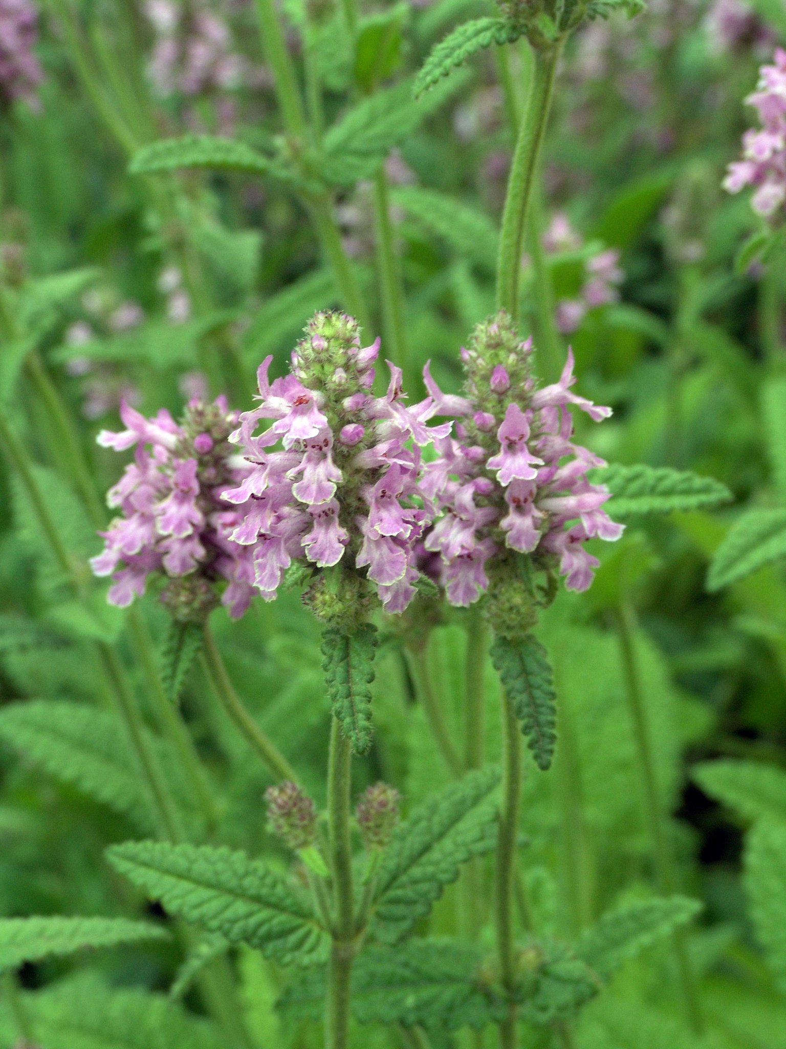 Stachys officinalis, Heilziest, Färbepflanze, Färberpflanze, Pflanzenfarben, färben, Klostergarten Seligenstadt