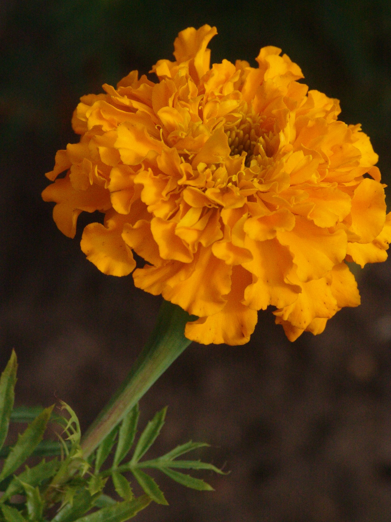 Tagetes erecta, Tagetes, Färbepflanze Tagetes erecta, Tagetes, Färbepflanze, Färberpflanze, Pflanzenfarben, färben, Klostergarten Seligenstadt