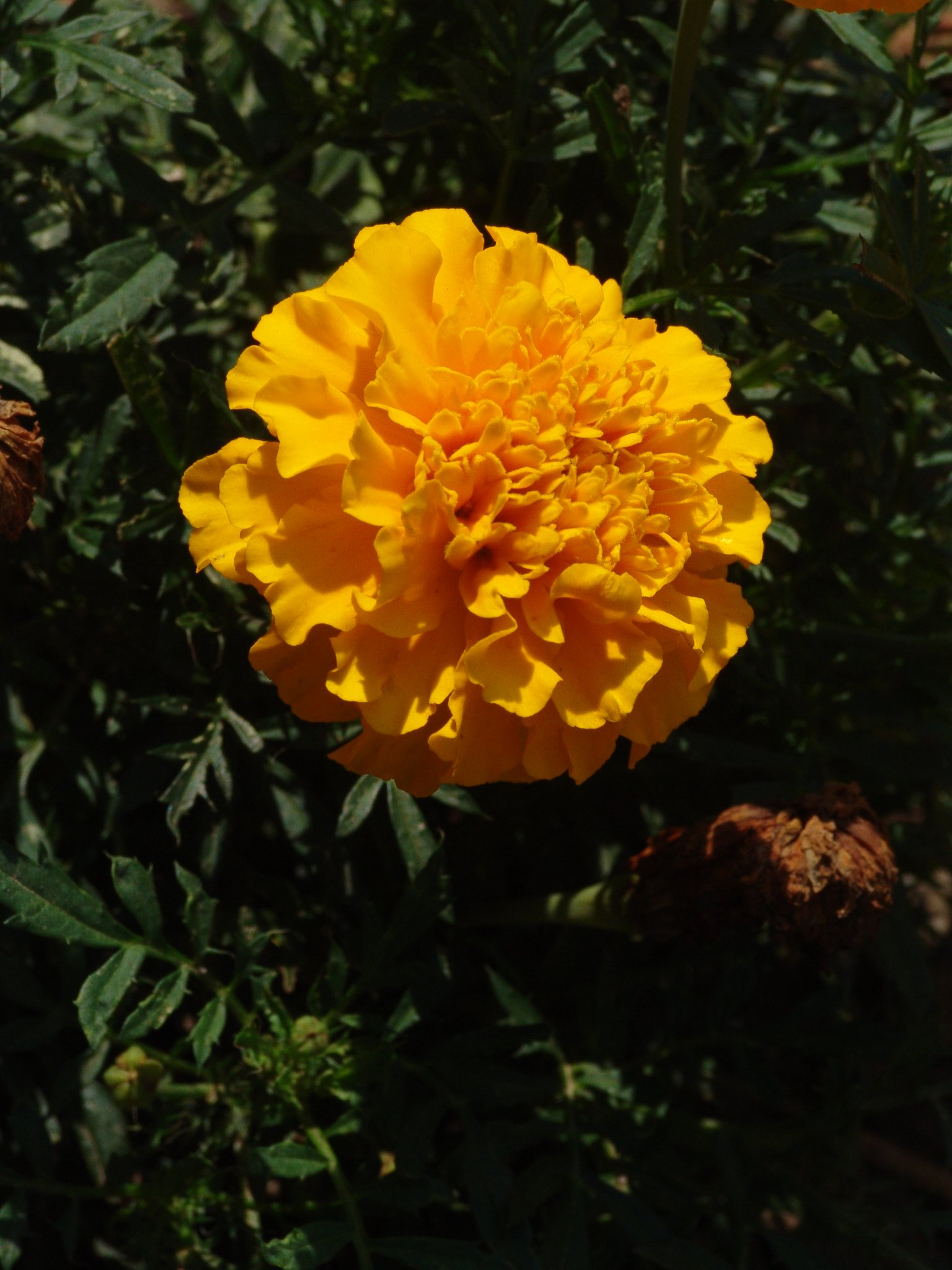 Tagetes patula, Sammetblume, Färbepflanze, Färberpflanze, Pflanzenfarben, färben, Klostergarten Seligenstadt