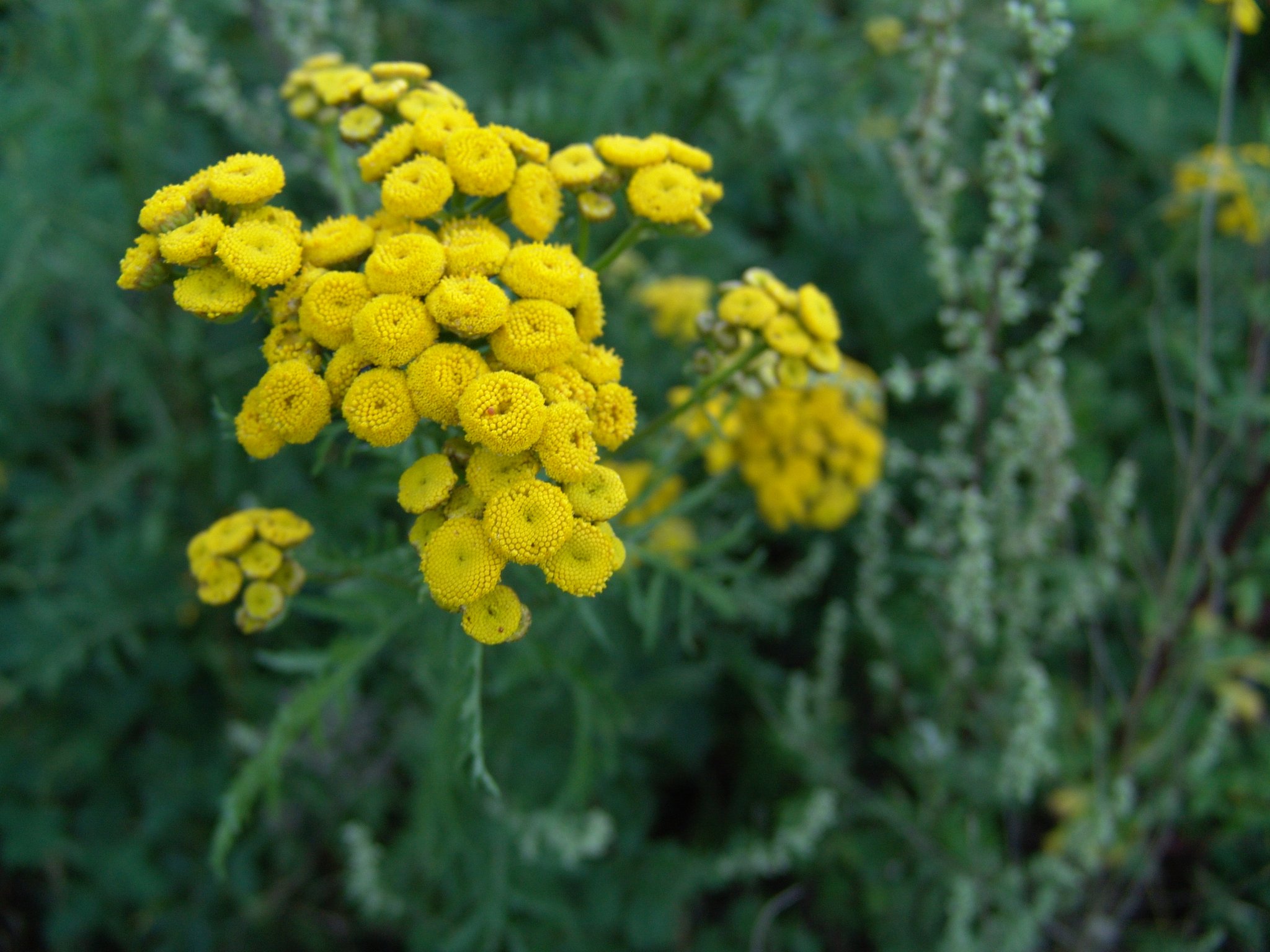 Tanacetum vulgare, Rainfarn, Wurmkraut, Färbepflanze Tanacetum vulgare, Rainfarn, Wurmkraut, Färbepflanze, Färberpflanze, Pflanzenfarben, färben, Klostergarten Seligenstadt