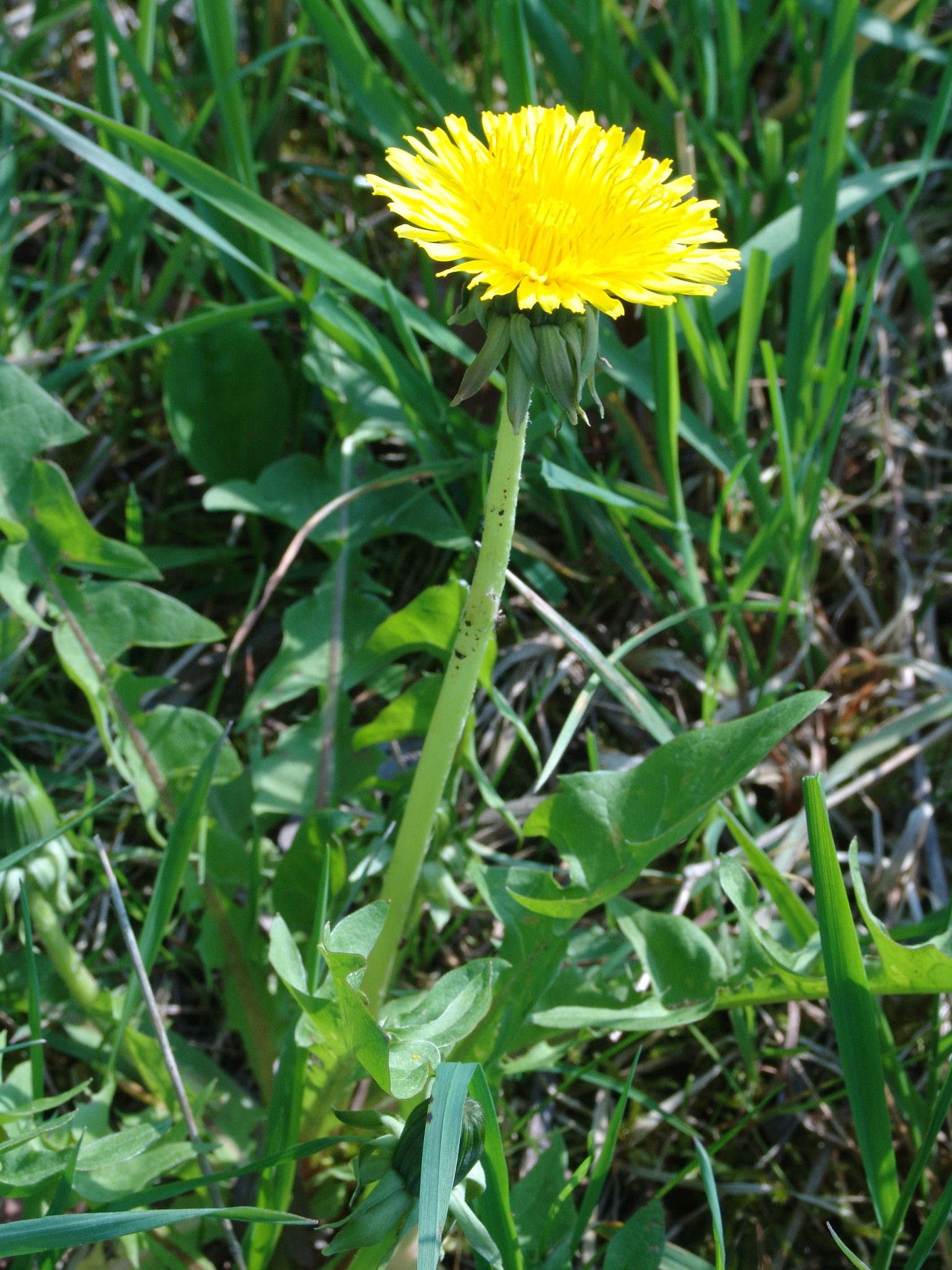 Taraxacum officinale, Wiesen-Löwenzahn, Färbepflanze, Färberpflanze, Pflanzenfarben, färben, Klostergarten Seligenstadt