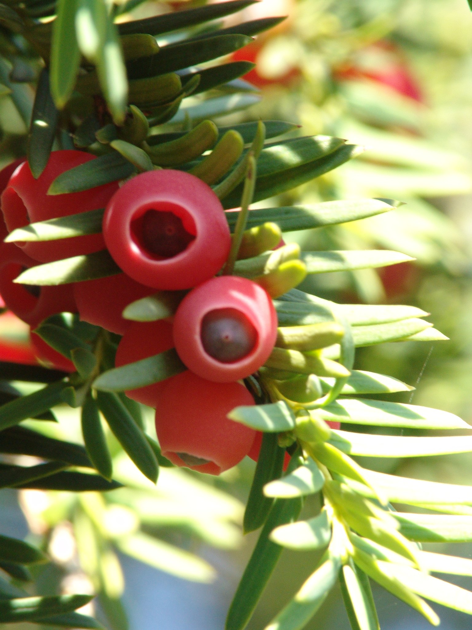 Taxus baccata, Eibe, Färbepflanze Taxus baccata, Eibe, Färbepflanze