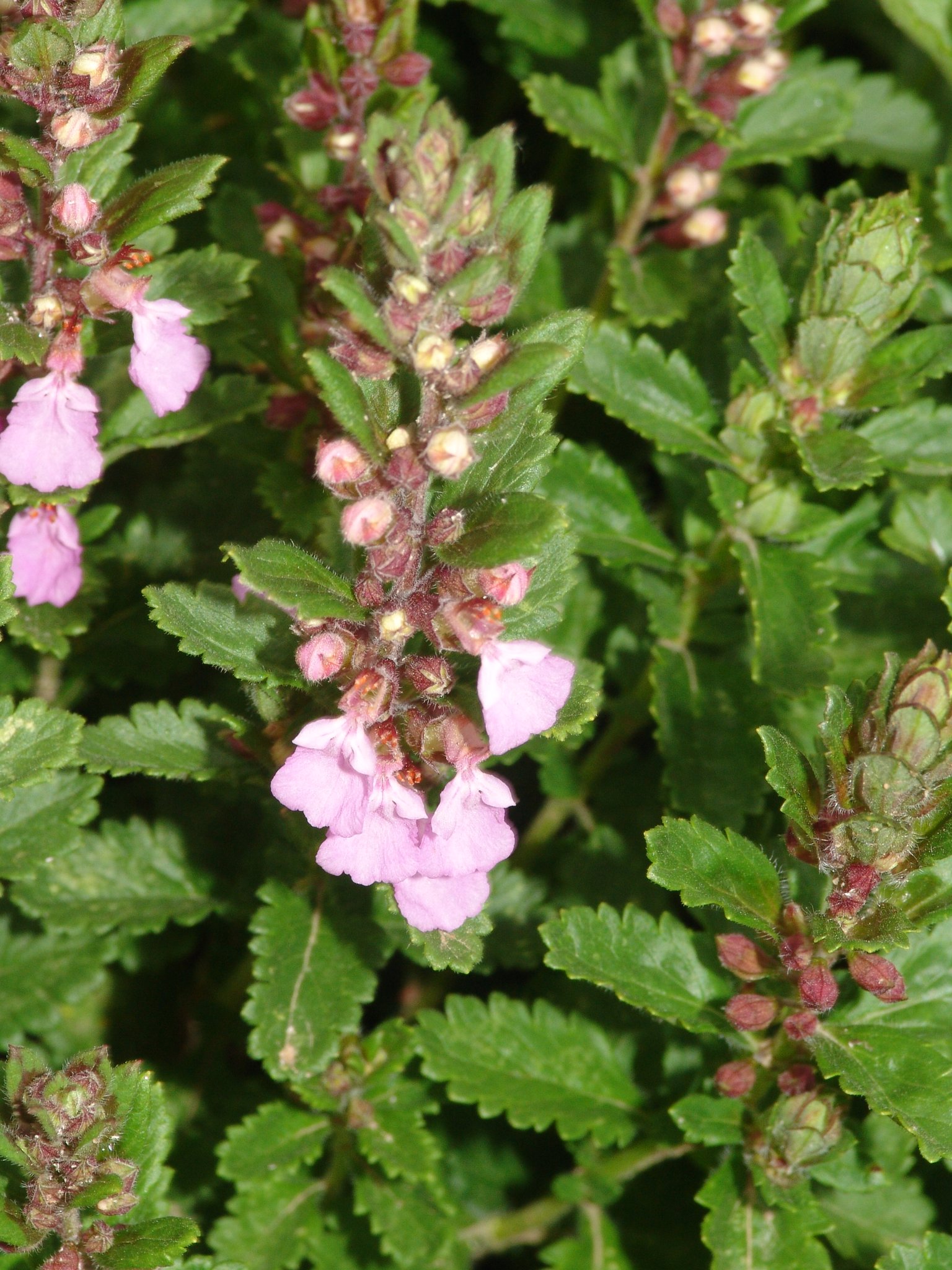 Teucrium chamaedrys, Edelgamander, Färbepflanze, Färberpflanze, Pflanzenfarben, färben, Klostergarten Seligenstadt
