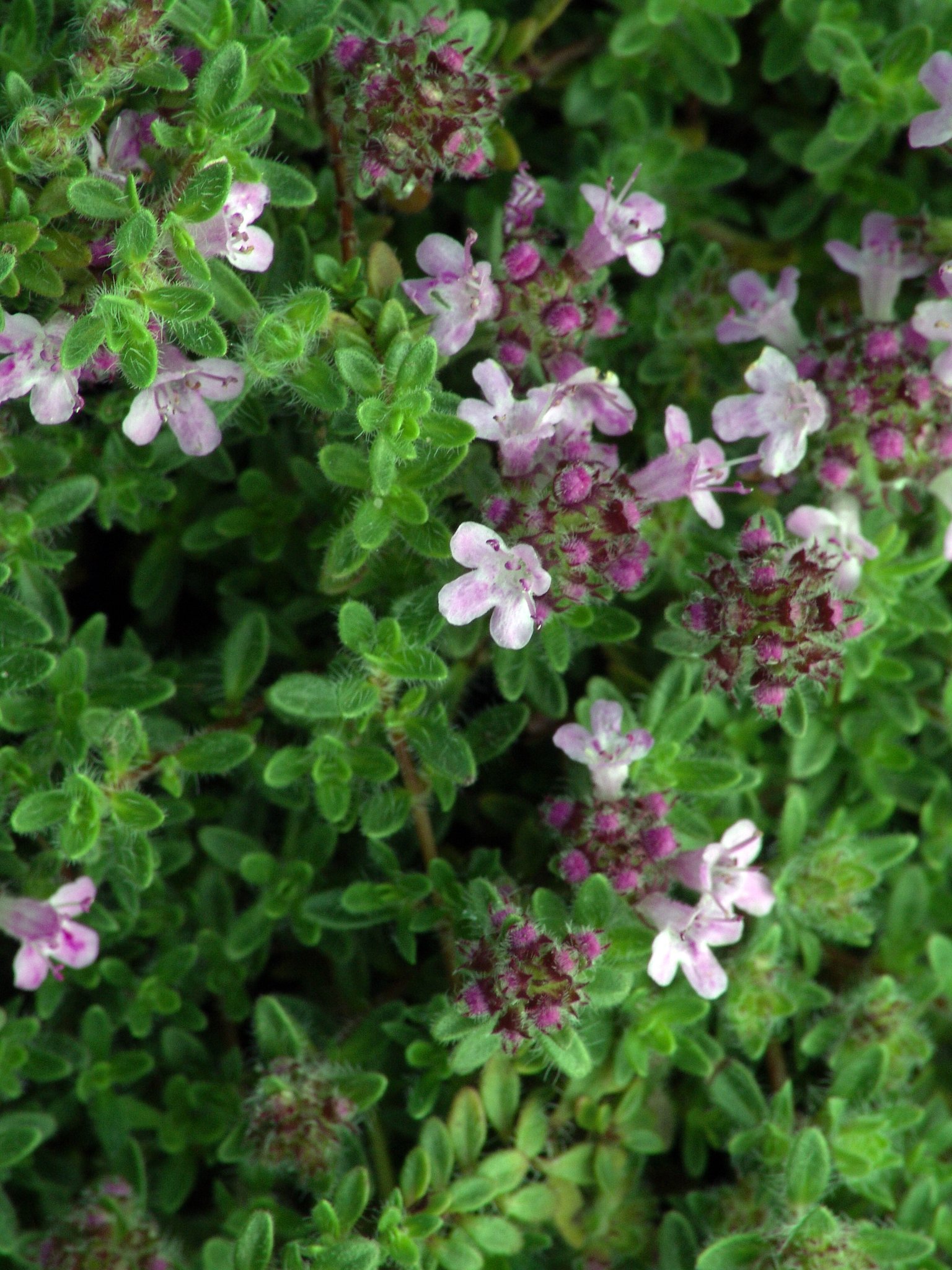 Thymus serpyllum, Quendel, Färbepflanze Thymus serpyllum, Quendel, Färbepflanze, Färberpflanze, Pflanzenfarben, färben, Klostergarten Seligenstadt