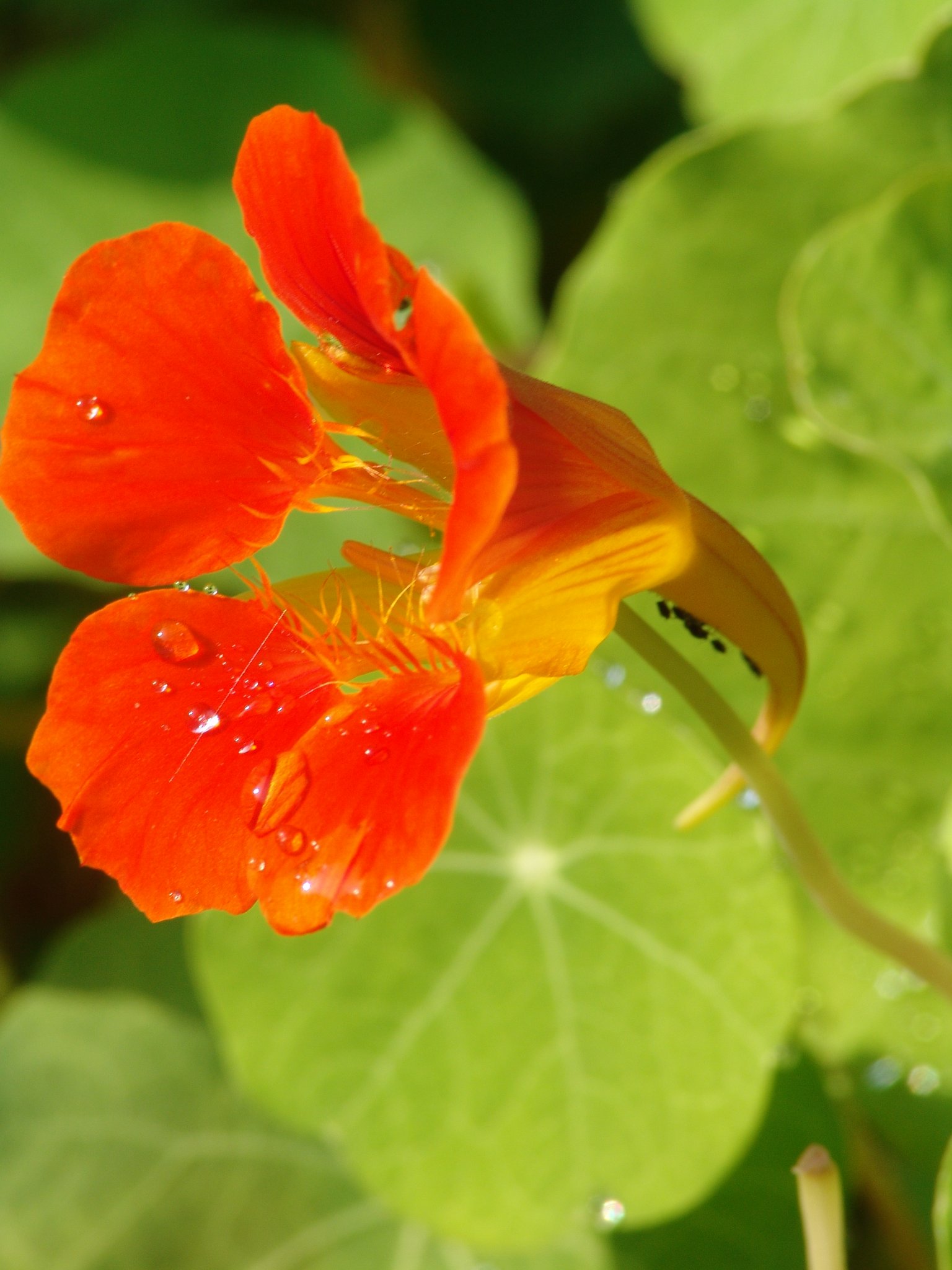Tropaeolum majus, Kapuzinerkresse, Färbepflanze