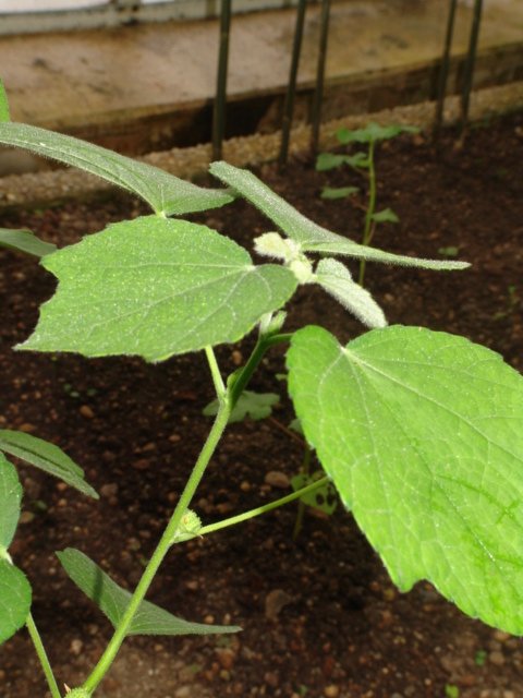 Urena lobata, Kongojute, Faserpflanze Urena lobata, Kongojute, Faserpflanze