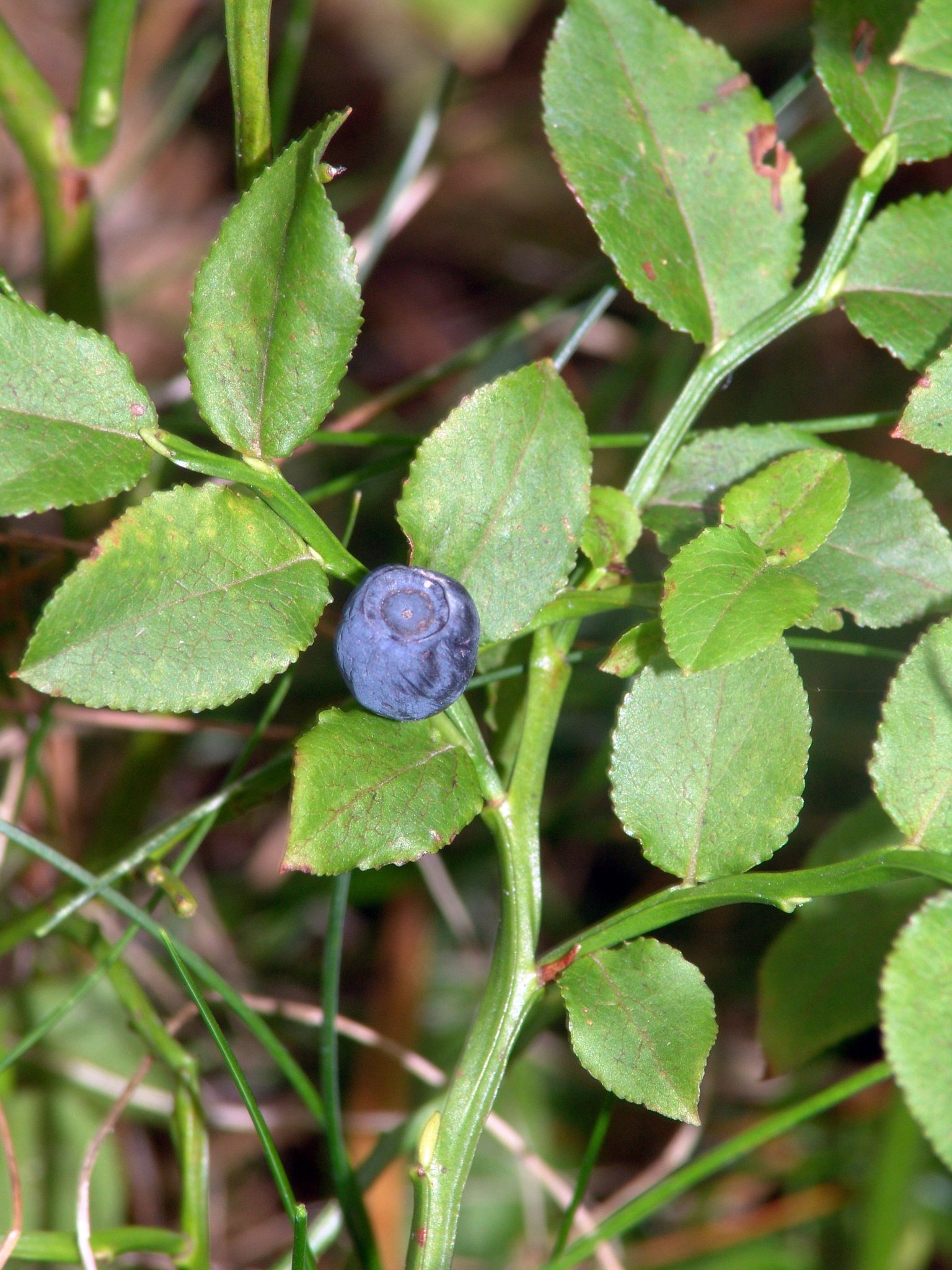 Vaccinium myrtillus, Heidelbeeren, Färbepflanze, Färberpflanze, Pflanzenfarben, färben, Klostergarten Seligenstadt