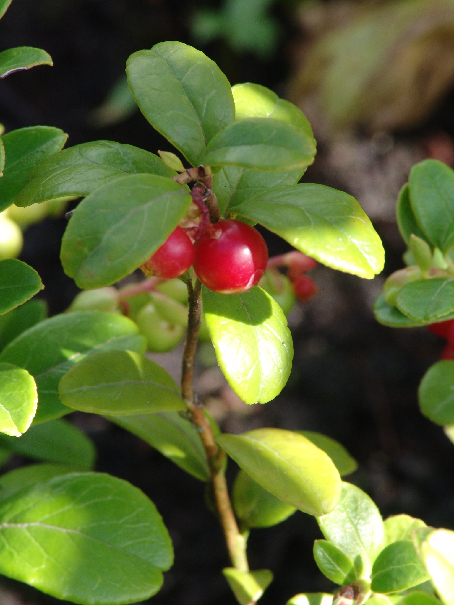 Vaccinium vitis-idaea, Preiselbeere, Färbepflanze, Färberpflanze, Pflanzenfarben, färben, Klostergarten Seligenstadt