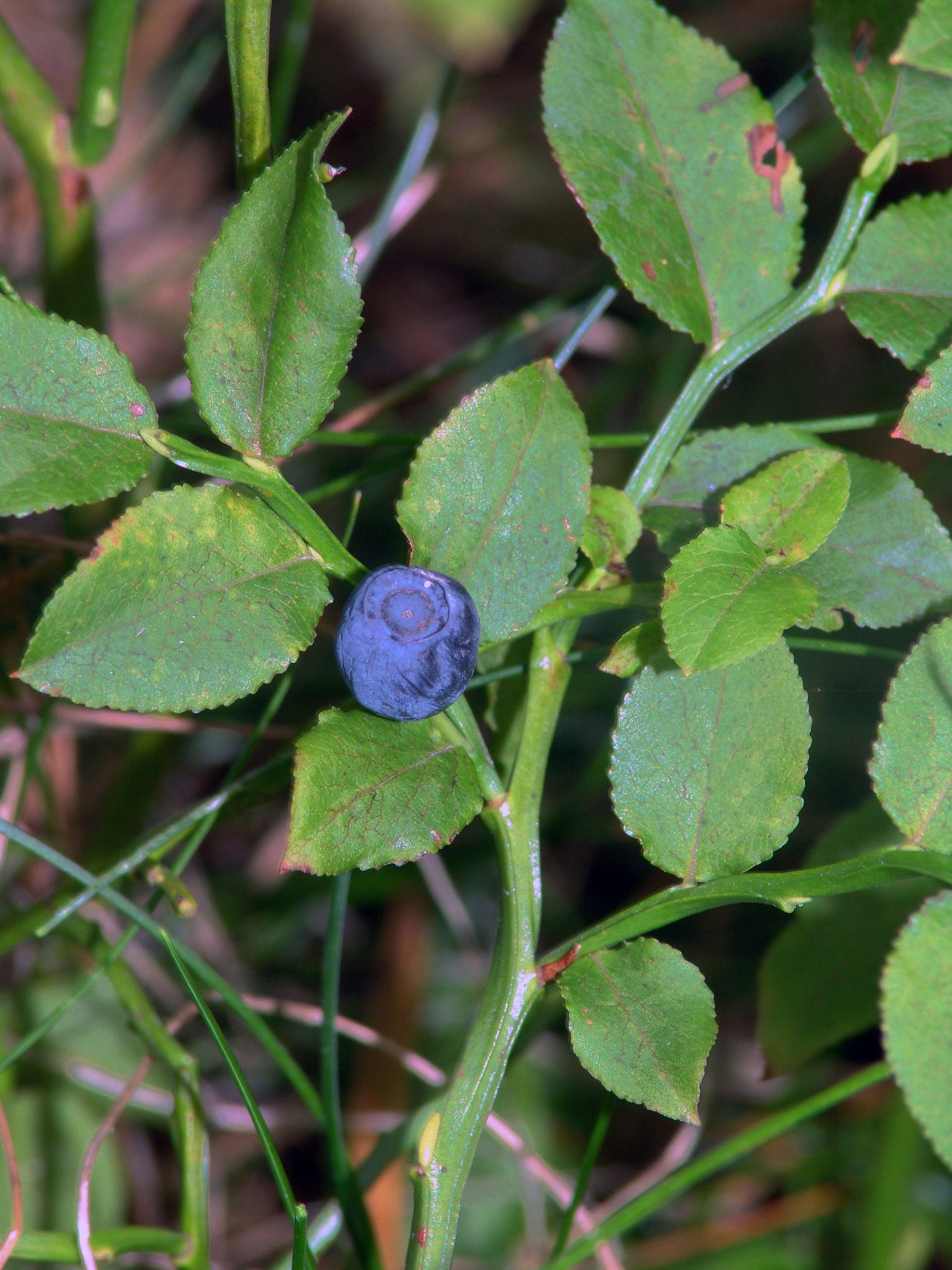 Vaccinium myrtillus, Heidelbeere, Färbepflanze, Färberpflanze, Pflanzenfarben, färben, Klostergarten Seligenstadt