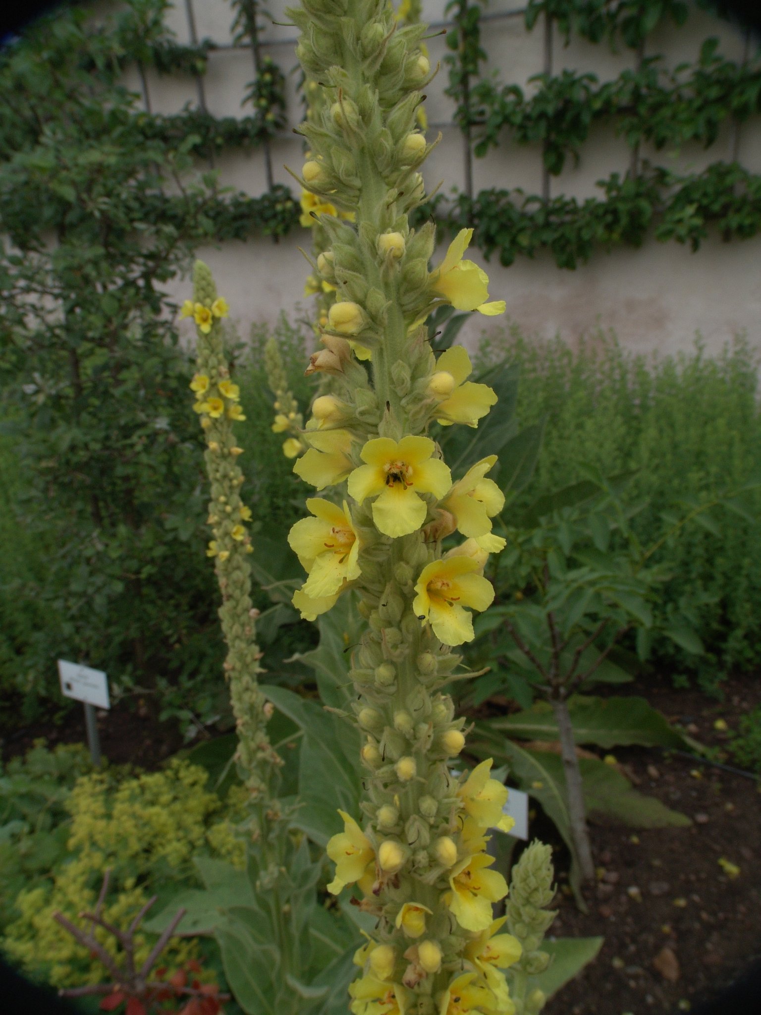 Verbascum densiflorum, Großblumige Königskerze, Färbepflanze, Färberpflanze, Pflanzenfarben, färben, Klostergarten Seligenstadt