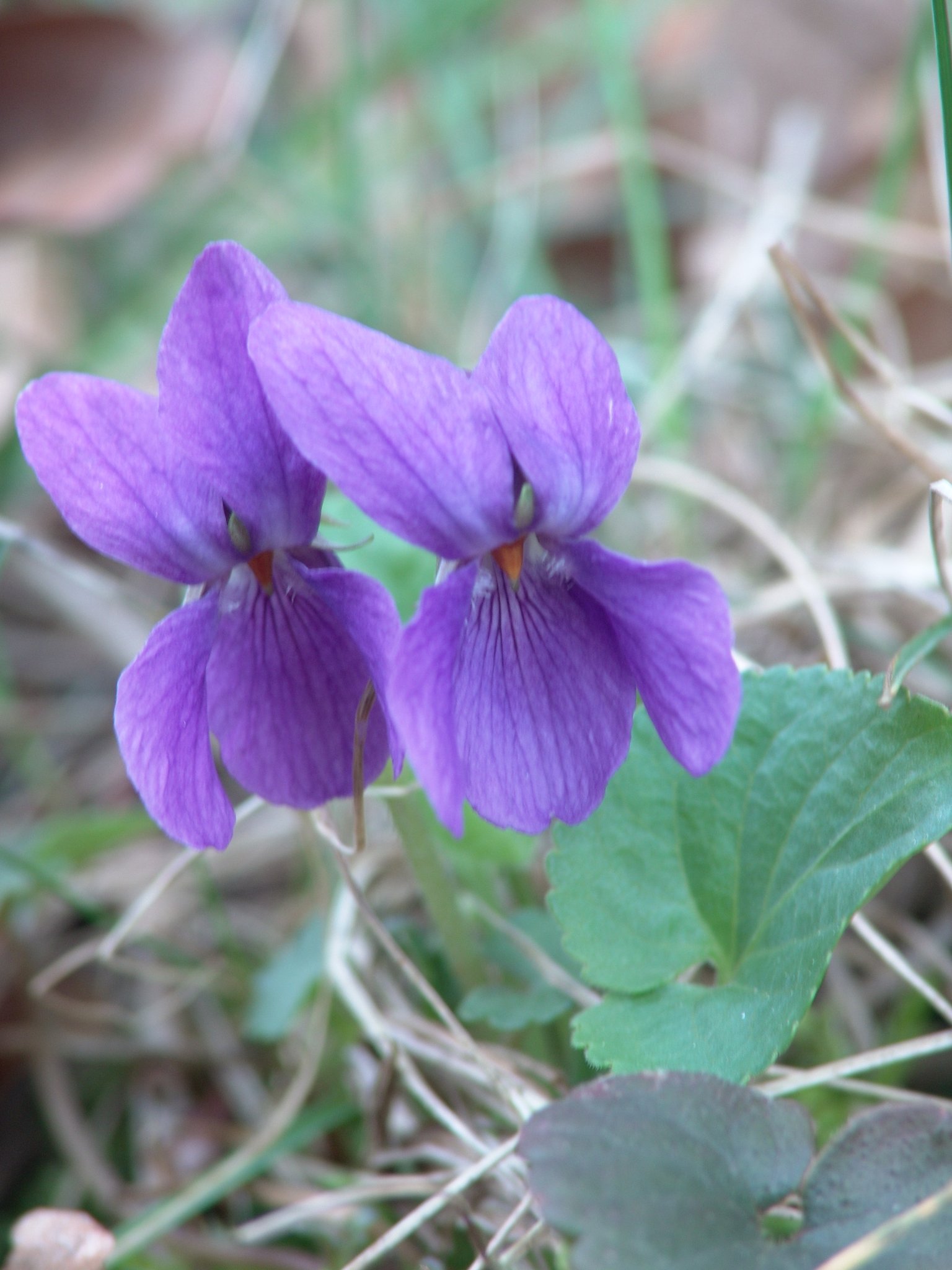 Viola odorata, Veilchen, Wohlriechendes, März-Veilchen, Färbepflanze, Färberpflanze Viola odorata, Veilchen, Wohlriechendes, März-Veilchen, Färbepflanze, Färberpflanze, Pflanzenfarben, färben, Klostergarten Seligenstadt