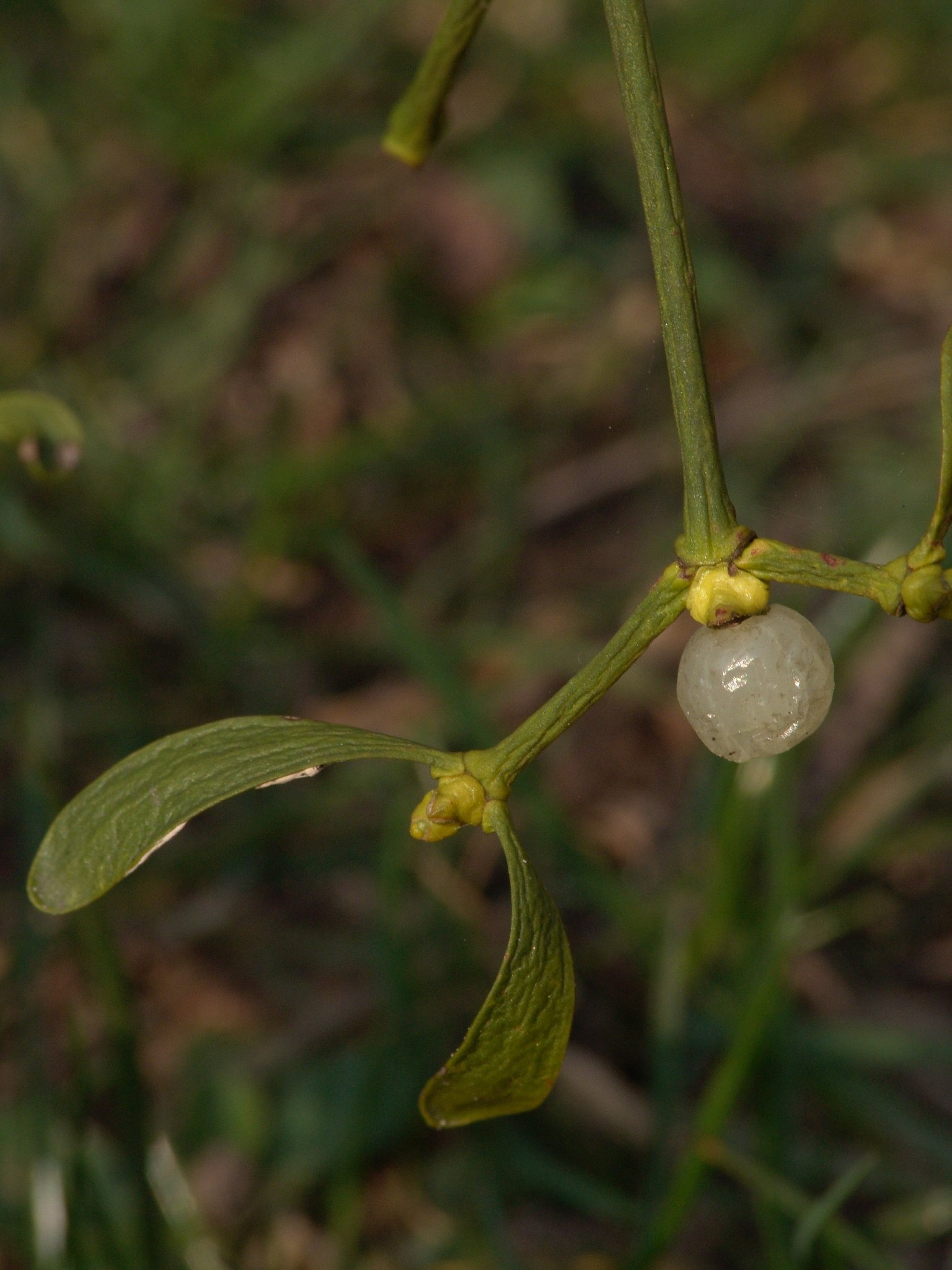 Viscum album, Mistel, Färberpflanze