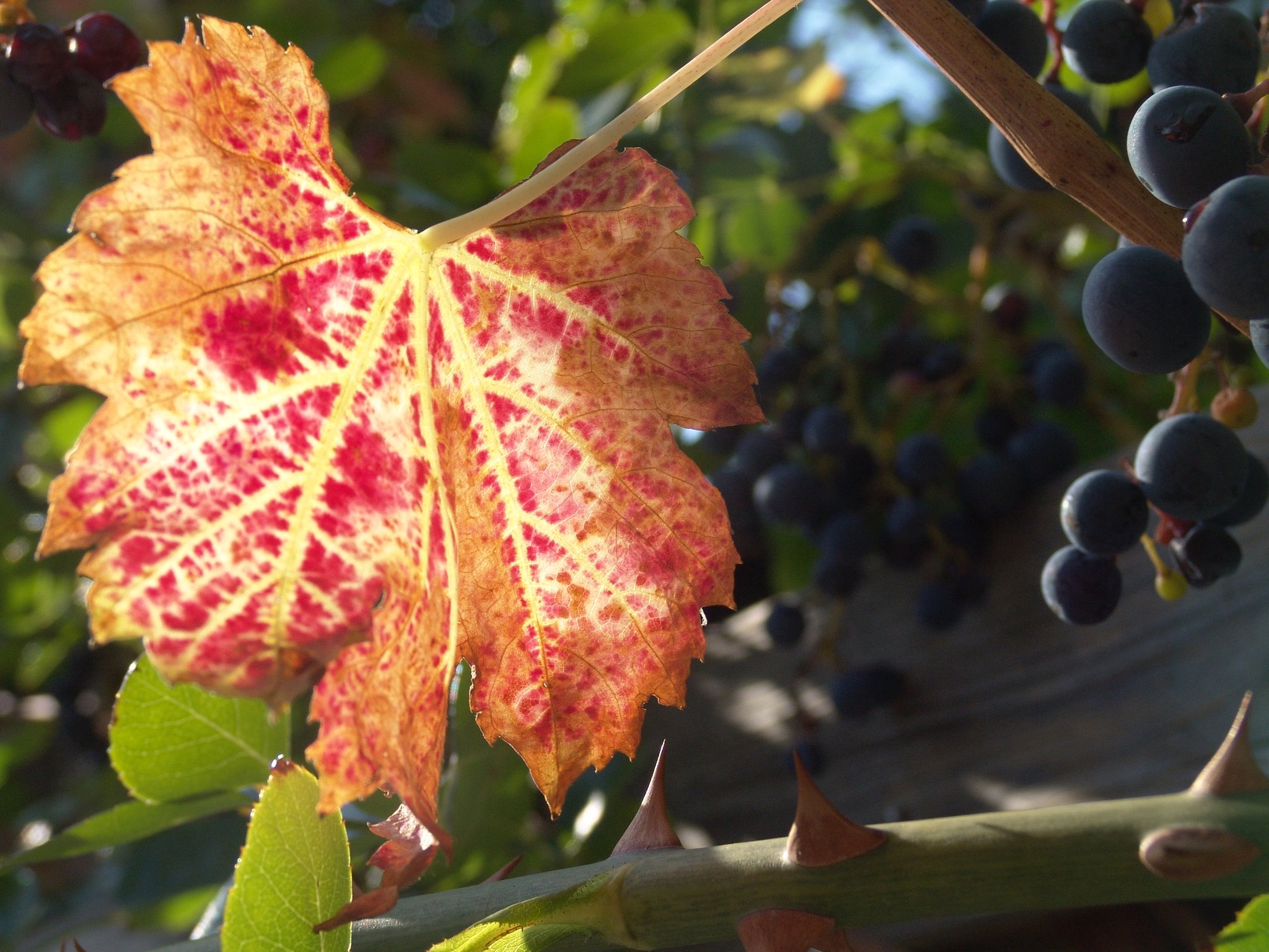 Vitis vinifera, Rebe, Färbepflanze Vitis vinifera, Rebe, Färbepflanze, Färberpflanze, Pflanzenfarben, färben, Klostergarten Seligenstadt