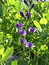 Baptisia australis, Blaue Färberhülse Baptisia australis, Blaue Färberhülse