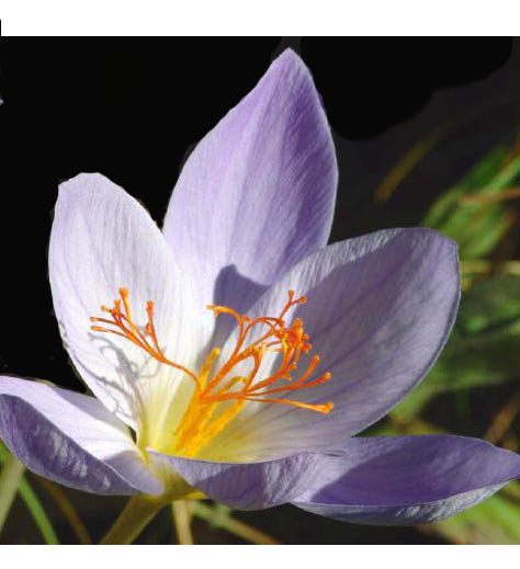 Pflanzenfarben als Lebensmittelfarben, Färberpflanzen