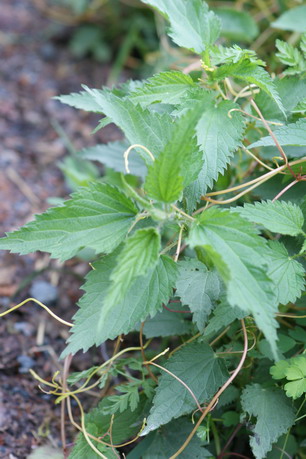 Cuscuta europaea, Teufelszwirn, Nesselseide Teufelszwirn auf Brennnessel, Cuscuta europaea auf Urtica dioica
